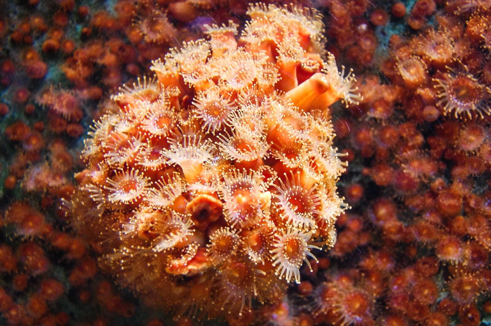Nikon D40 sample photo. Coral, underwater, sea, marine photography