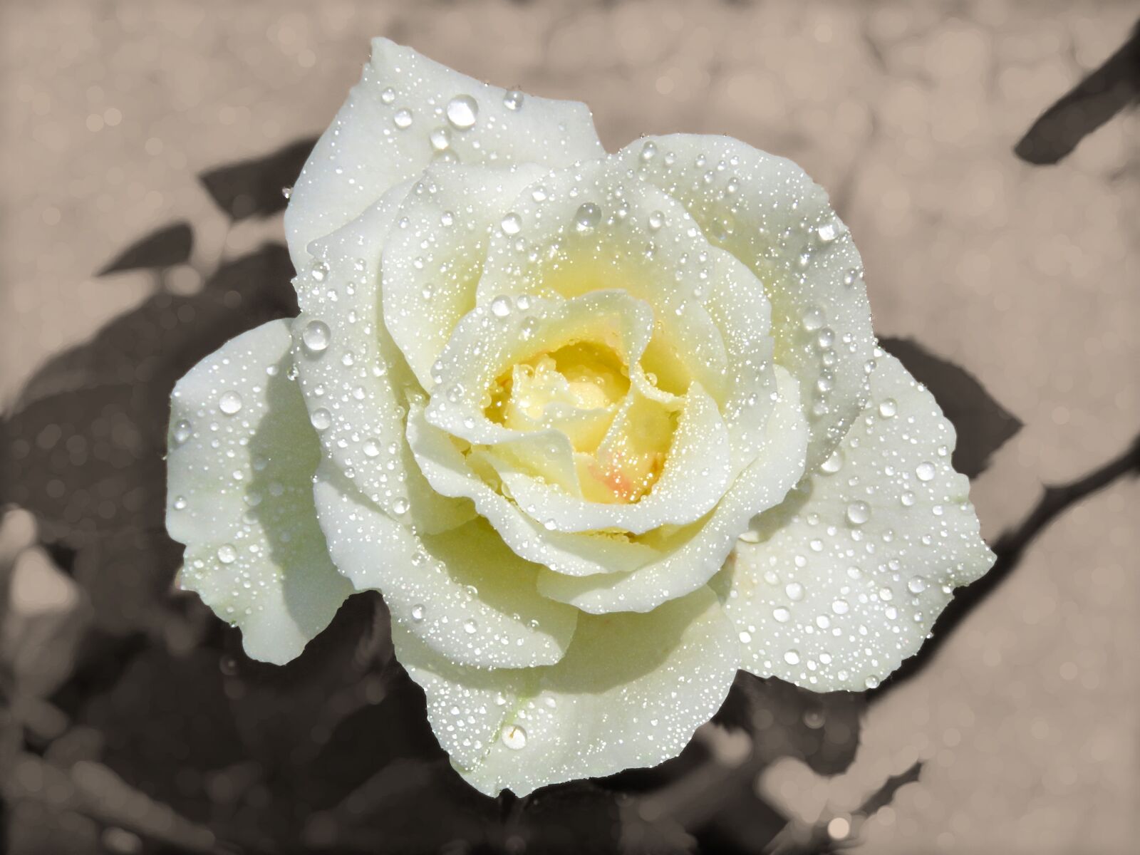 Canon PowerShot SX60 HS sample photo. Pearls on rose, rose photography