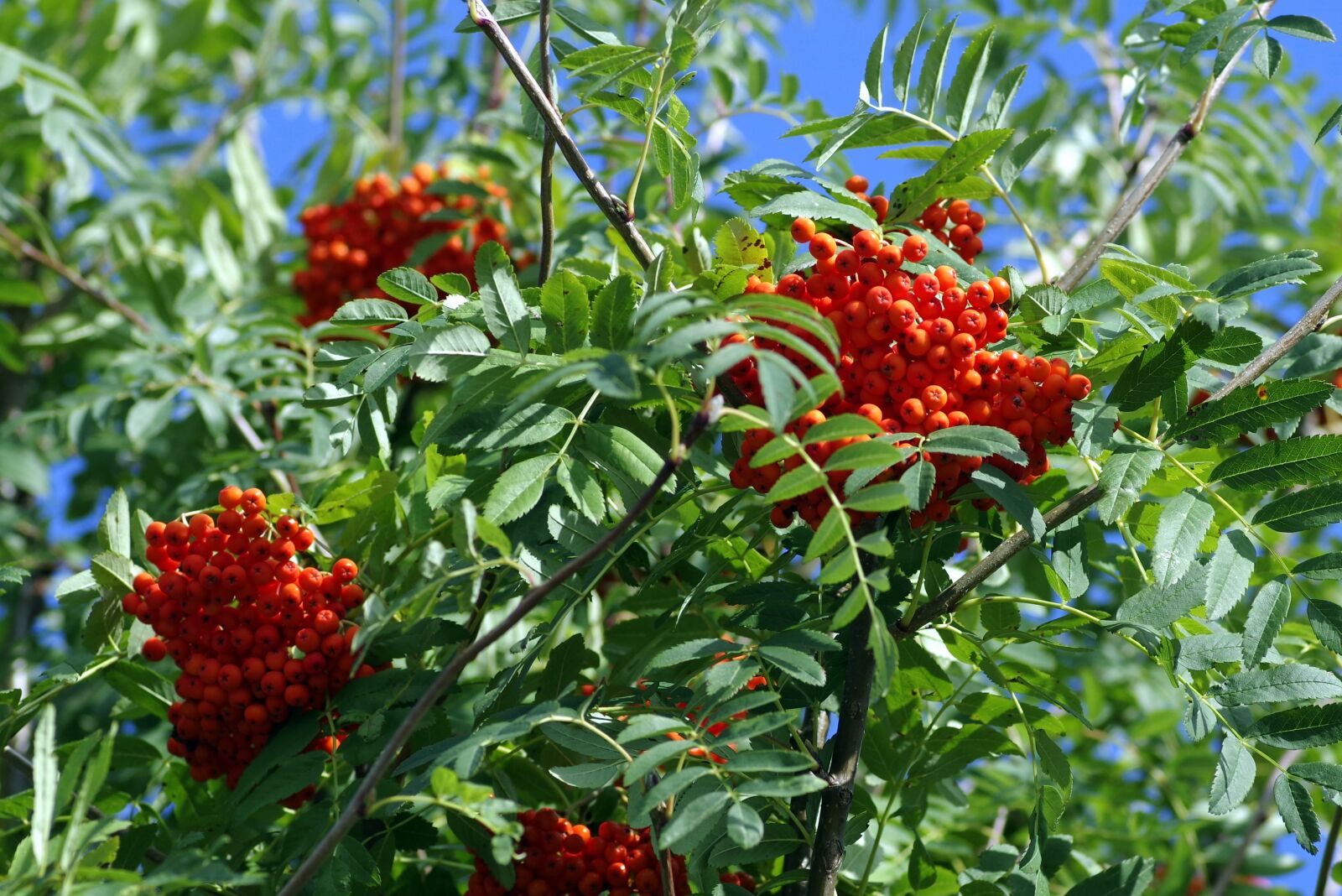 Pentax K-S2 sample photo. Rowan, bush, tree photography