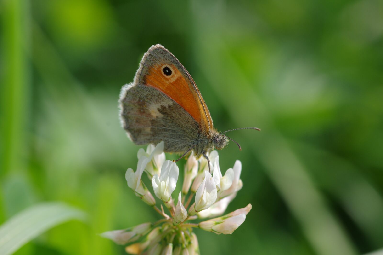 Pentax K-3 sample photo. Butterfly, wing, close up photography