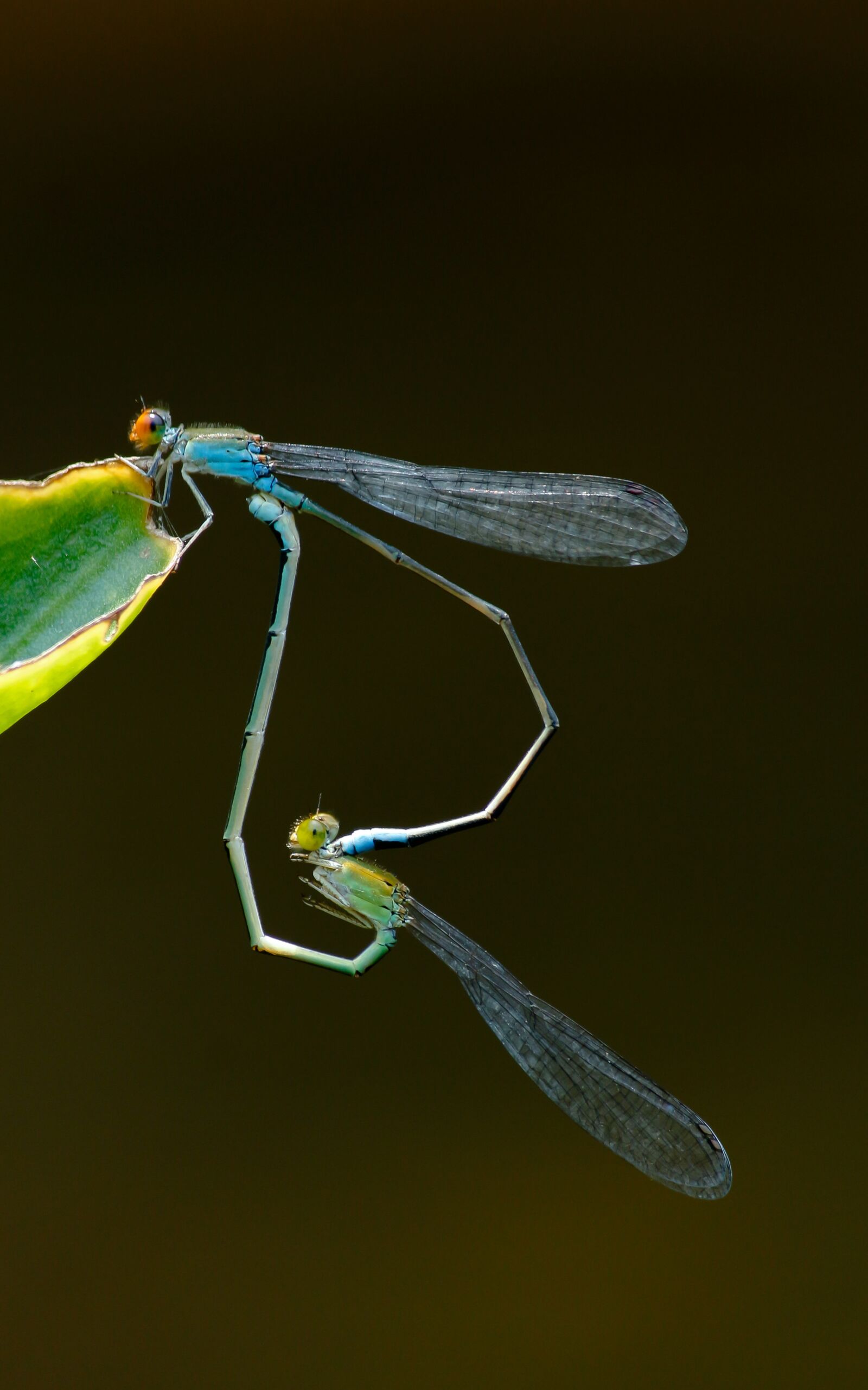 Canon EOS 700D (EOS Rebel T5i / EOS Kiss X7i) sample photo. Insect, dragonfly, nature photography
