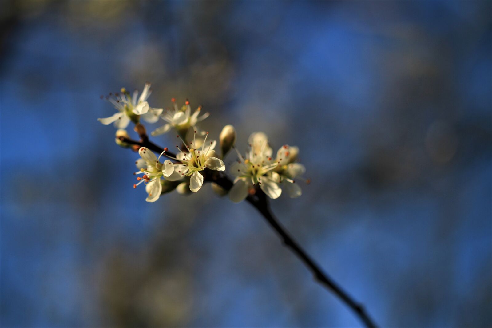 Canon EOS 7D sample photo. Flowers, branch, blue photography