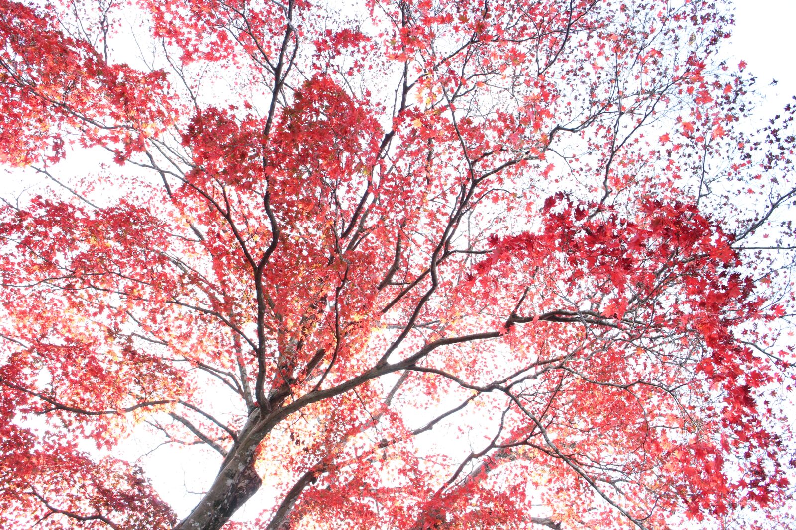 Canon EOS M2 sample photo. Autumnal leaves, pattern, autumn photography