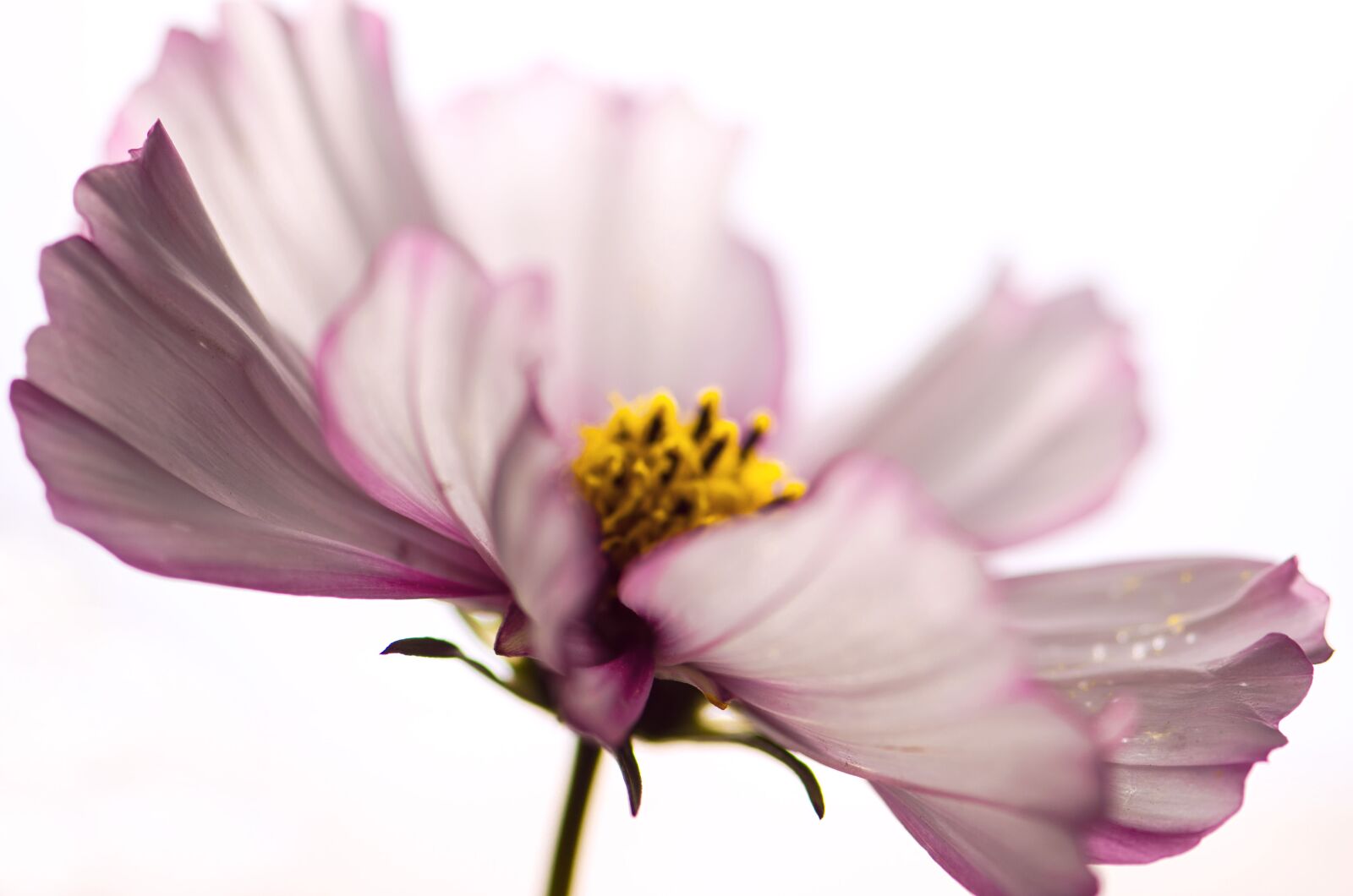 Nikon D5100 sample photo. Flower, pink, macro photography