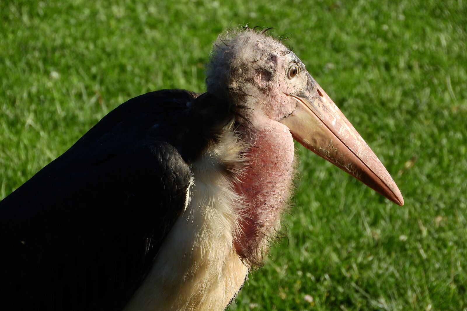 Nikon Coolpix P610 sample photo. Marabou, leptoptilos crumenifer, stork photography