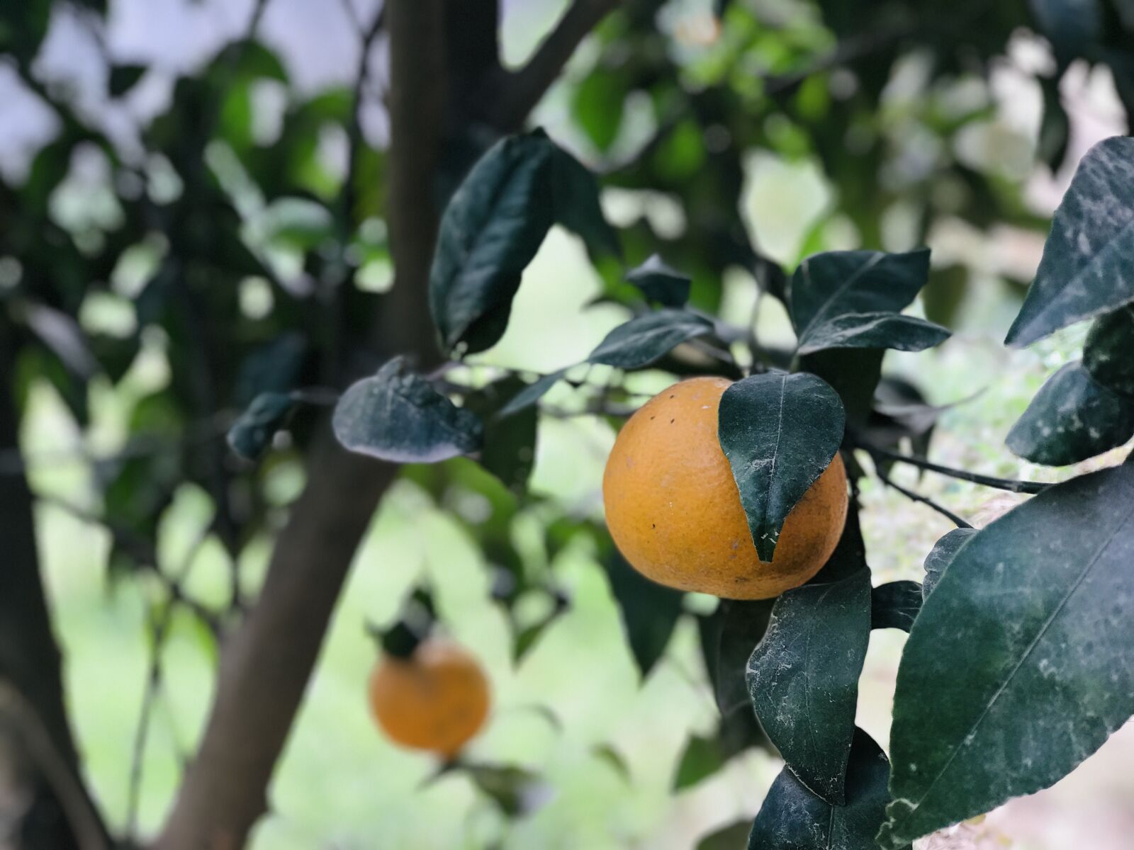 Apple iPhone 7 Plus sample photo. Orange, plant, garden photography