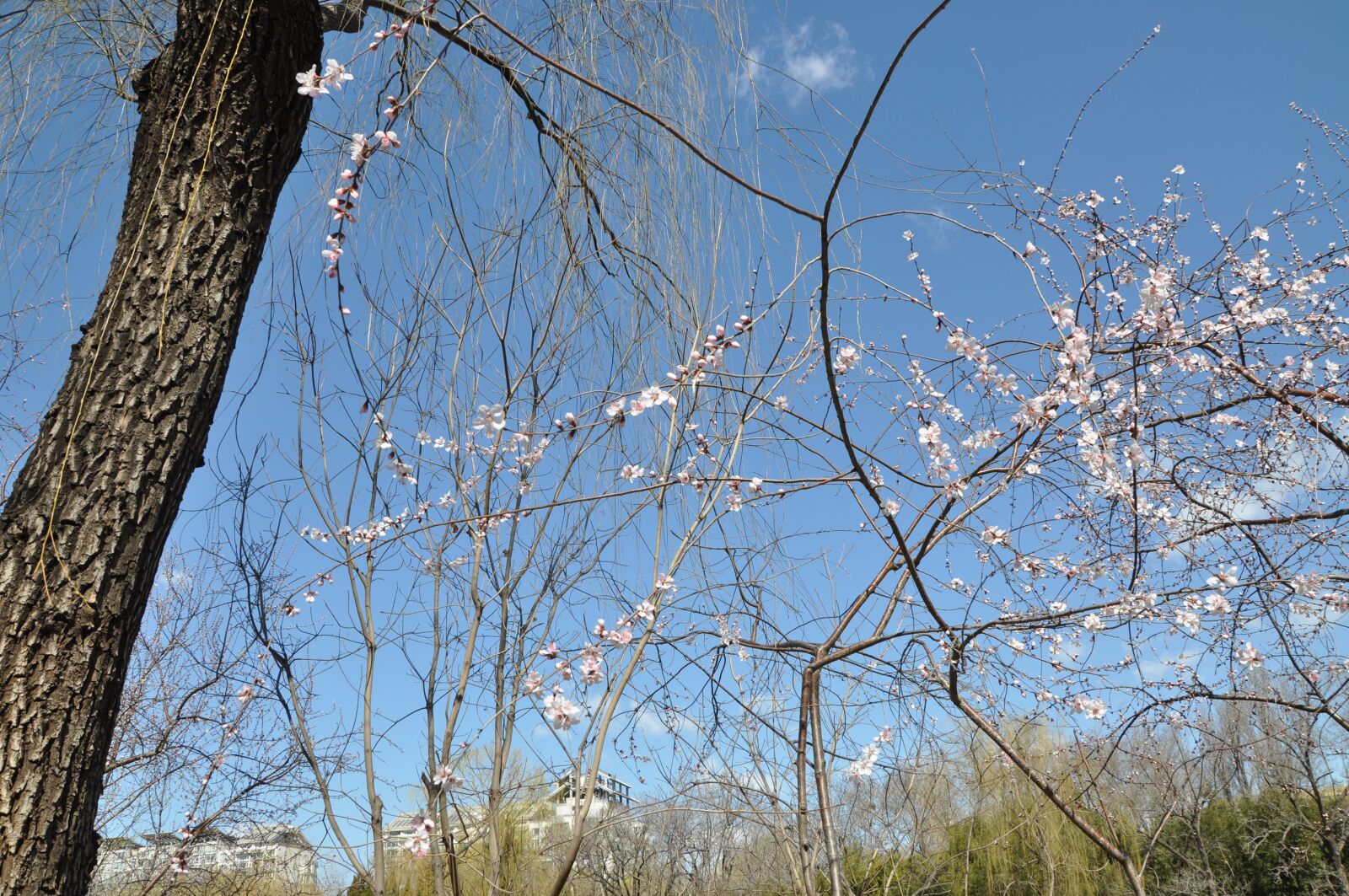 Nikon D90 sample photo. The scenery, natural, spring photography