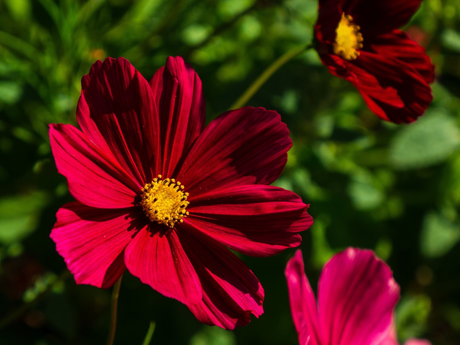 Olympus OM-D E-M10 III sample photo. Flower, close up, red photography