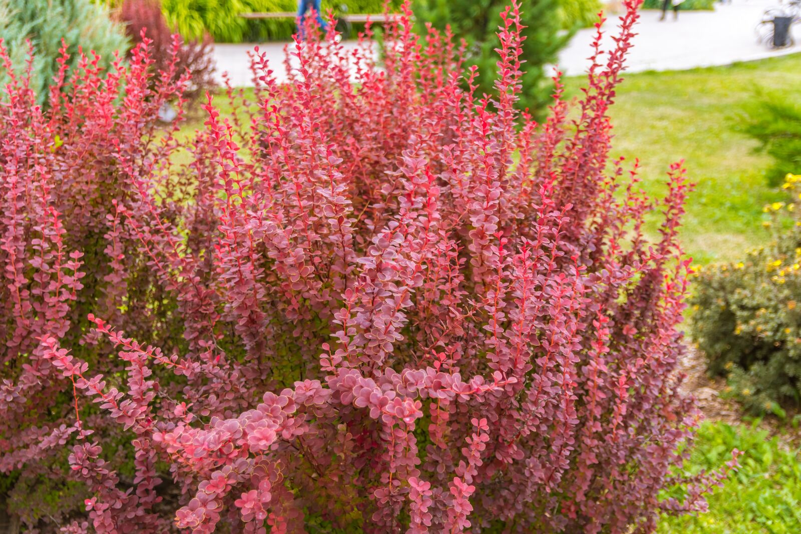Nikon D7200 sample photo. Flowers, plants, garden photography