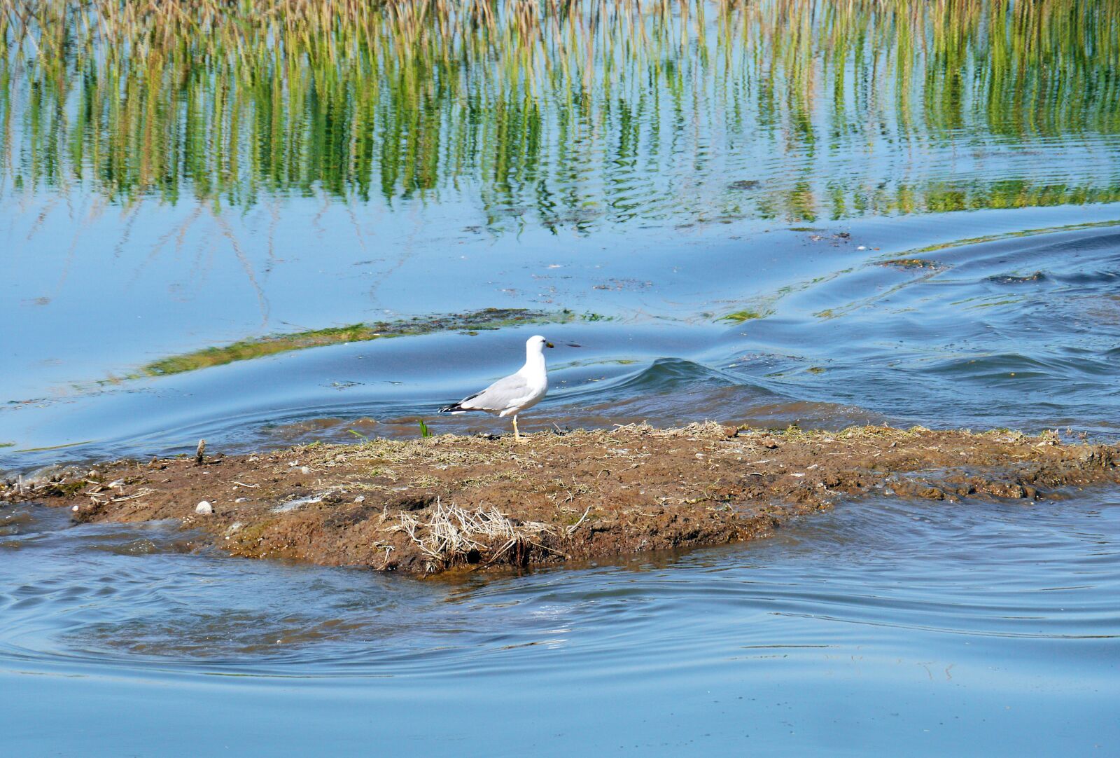 Panasonic Lumix DMC-GH3 sample photo. Island residents, seagull, wetland photography