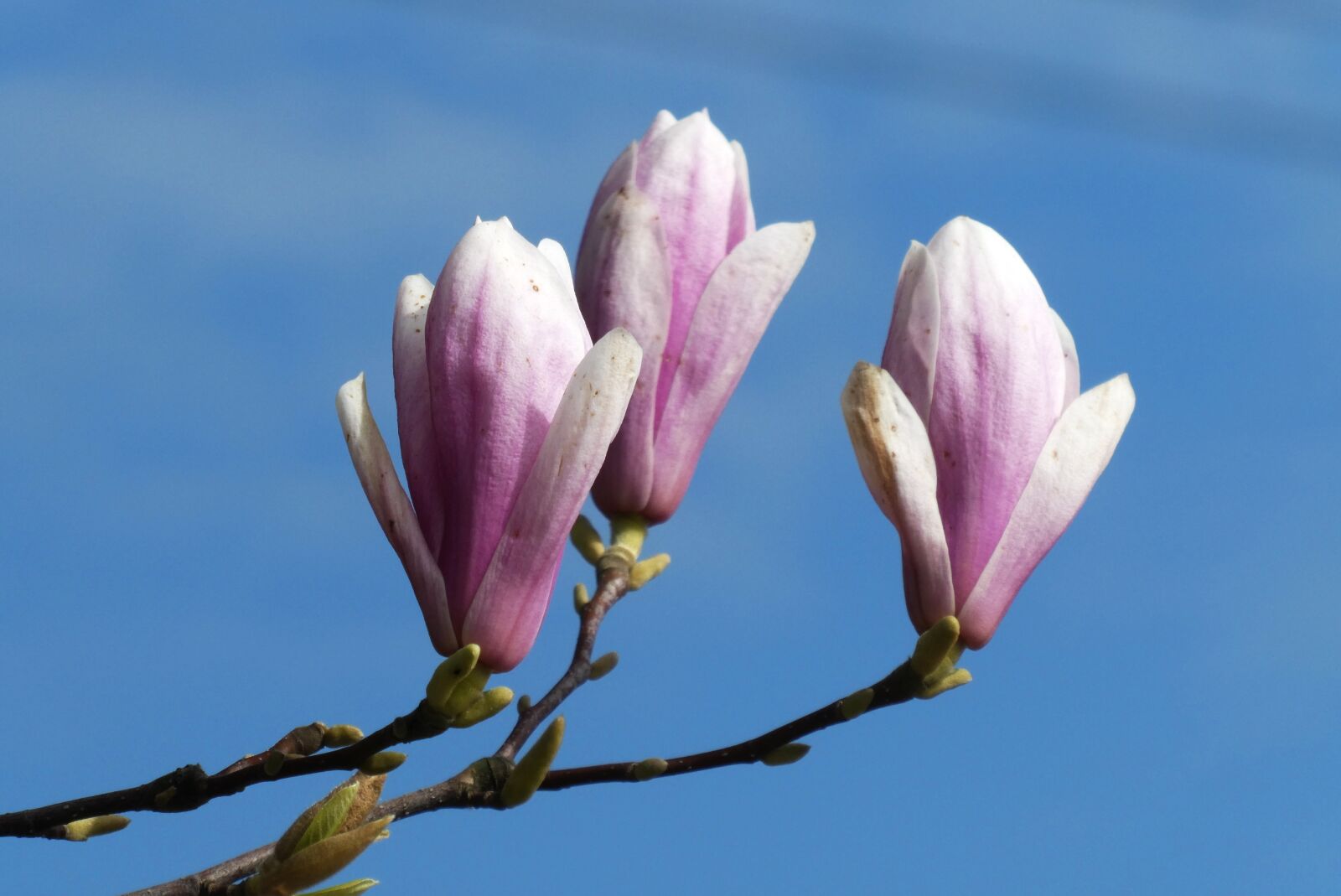 Panasonic Lumix DC-ZS70 (Lumix DC-TZ90) sample photo. Magnolia, flower, button photography