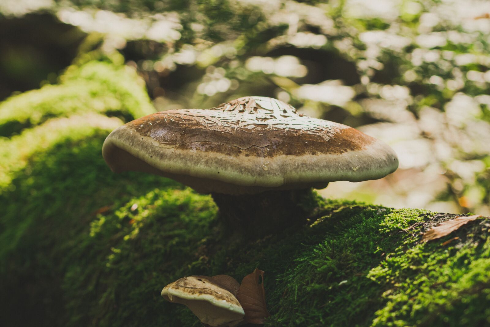 105mm F2.8 sample photo. Mushroom, forest, moss photography