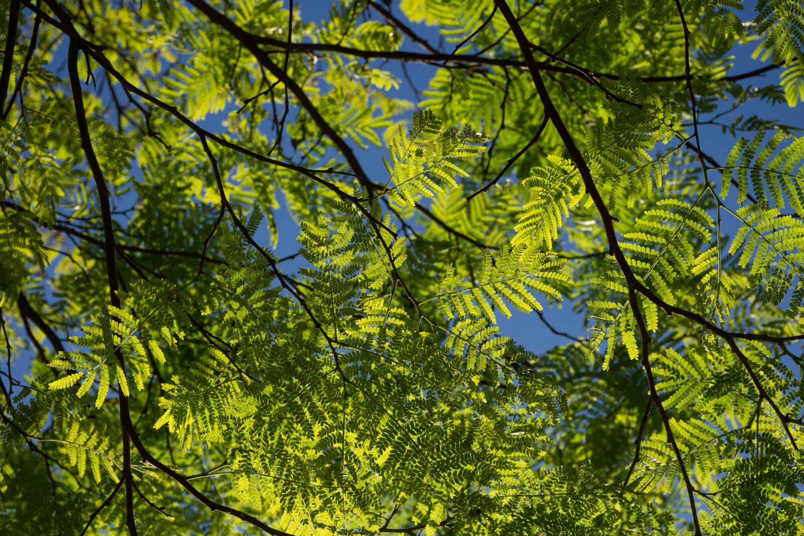 Nikon D7200 sample photo. Tree, branches, leaves photography