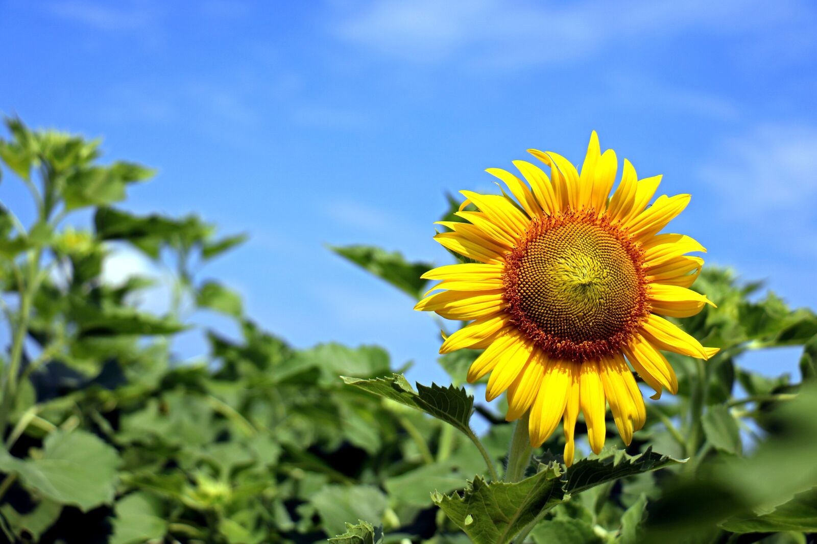 Canon EOS 750D (EOS Rebel T6i / EOS Kiss X8i) sample photo. Thailand, sunflower, yellow photography