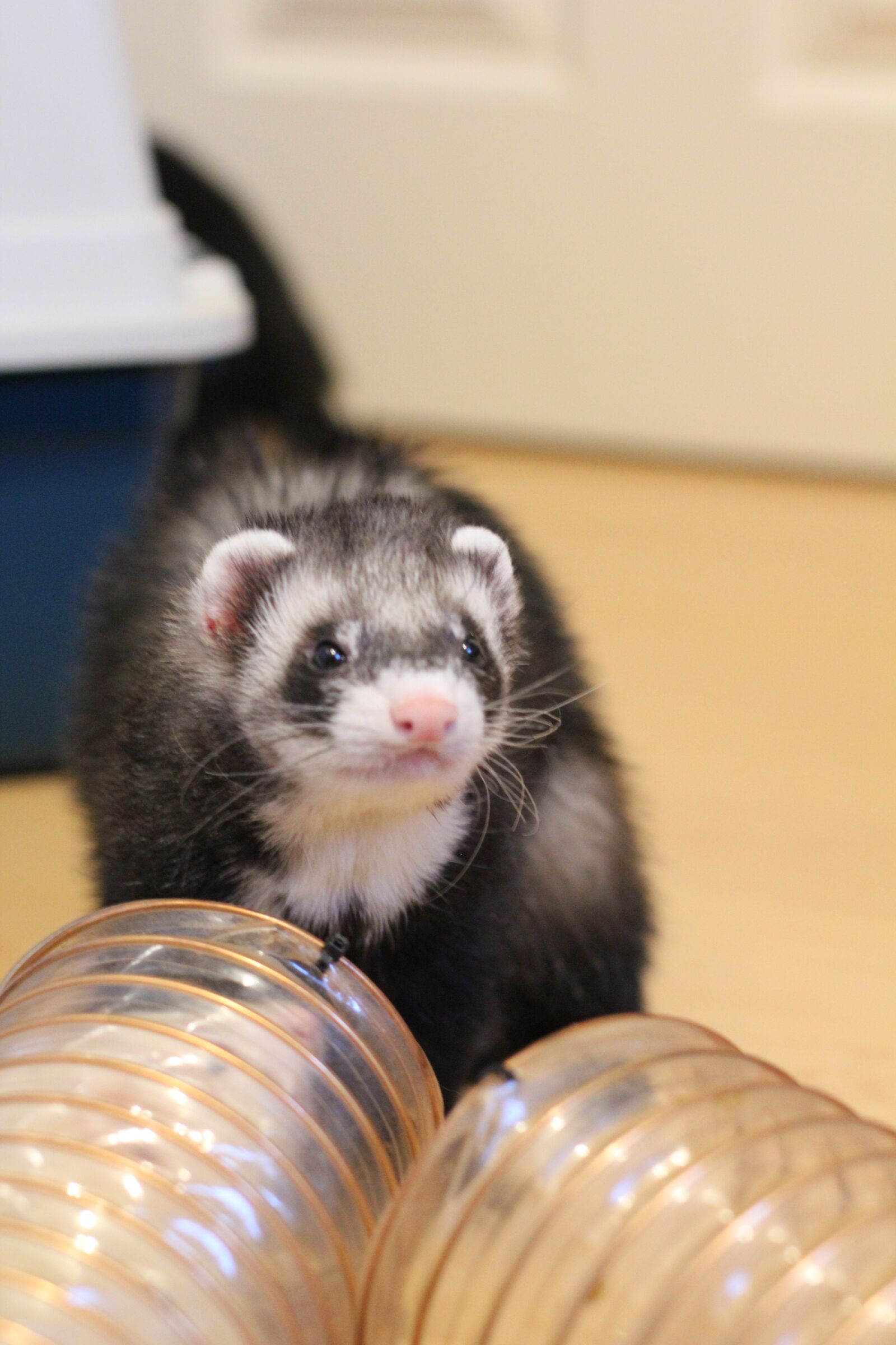 Canon EOS 550D (EOS Rebel T2i / EOS Kiss X4) sample photo. Ferret, mustelids, pet photography