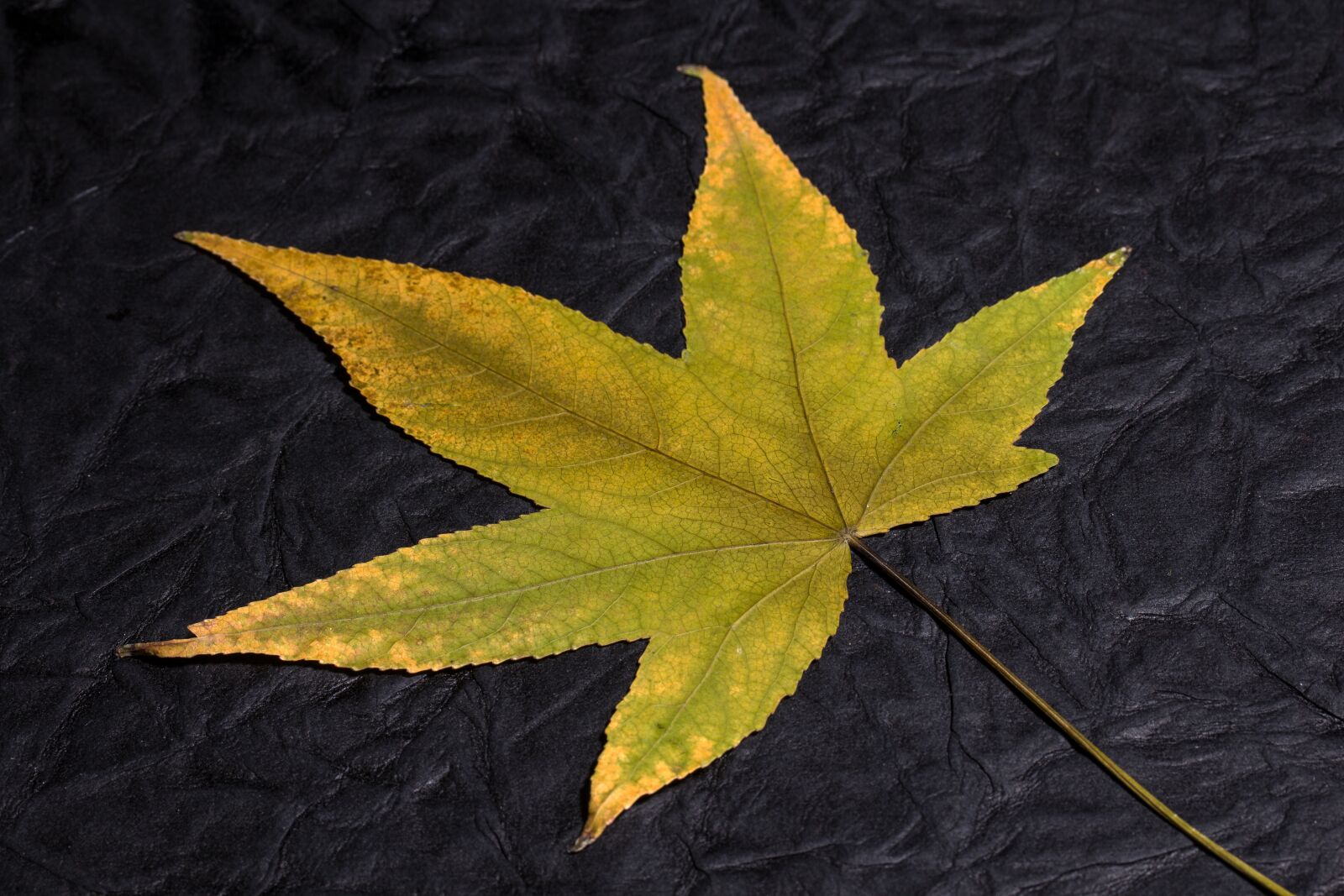 Canon EF-S 60mm F2.8 Macro USM sample photo. Leaf, foliage leaf, fall photography
