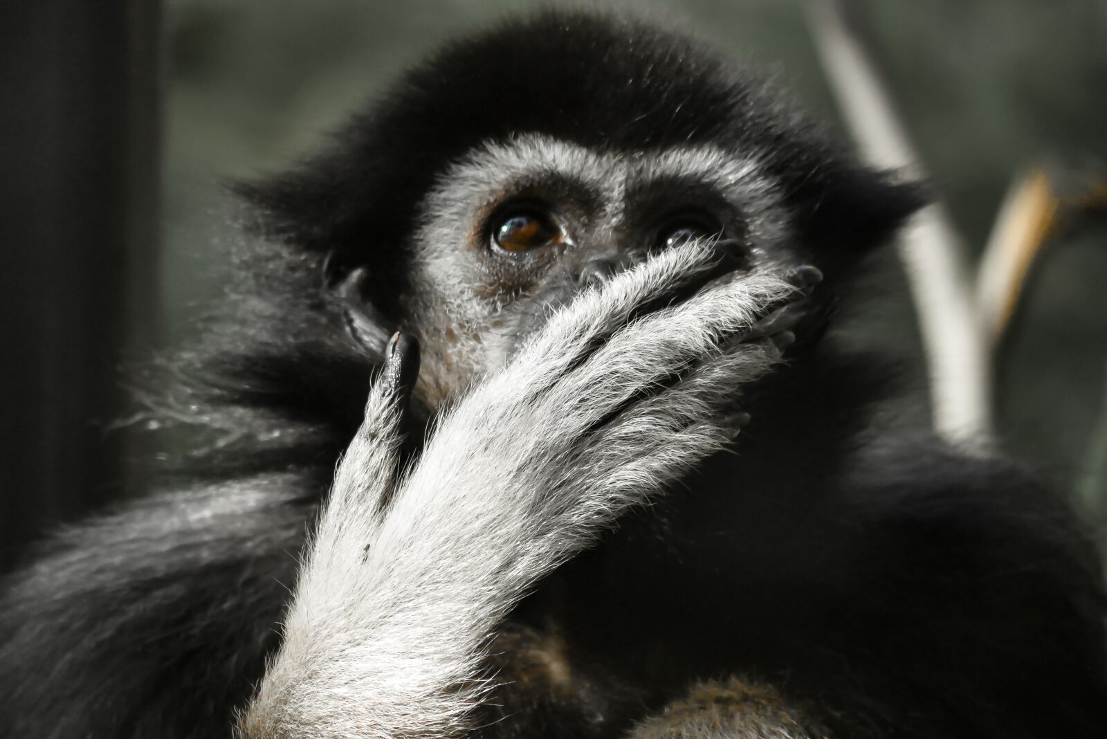 Panasonic DMC-G70 sample photo. Animal, monkey, gibbon photography