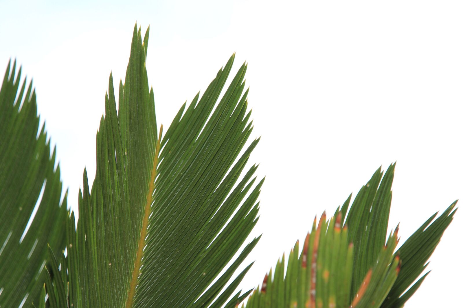 Canon EOS 7D sample photo. Wood, fir, conifer, plant photography