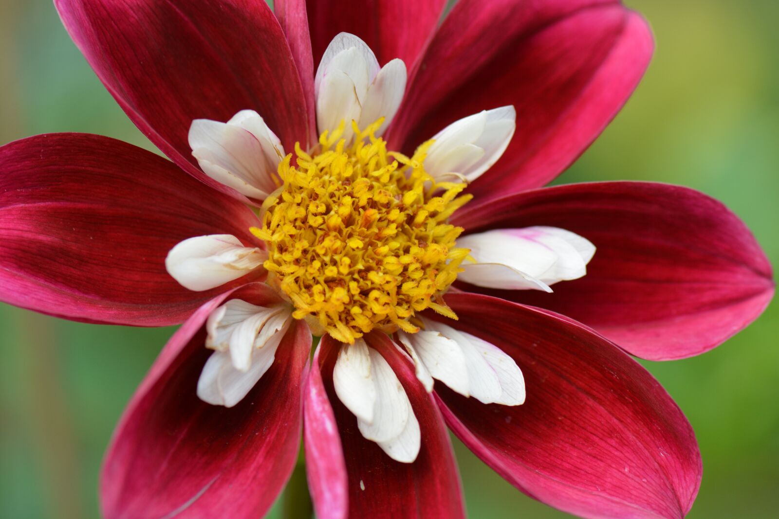 Nikon D5200 sample photo. Flower, nature, dahlia photography