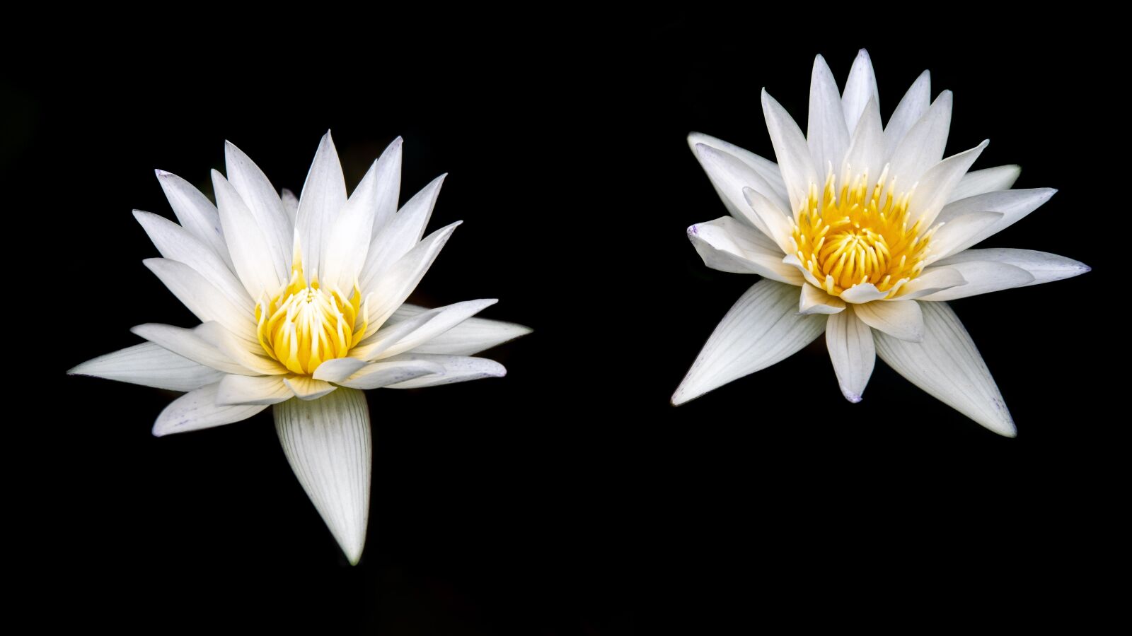 Nikon D500 sample photo. Flower, lily, nature photography