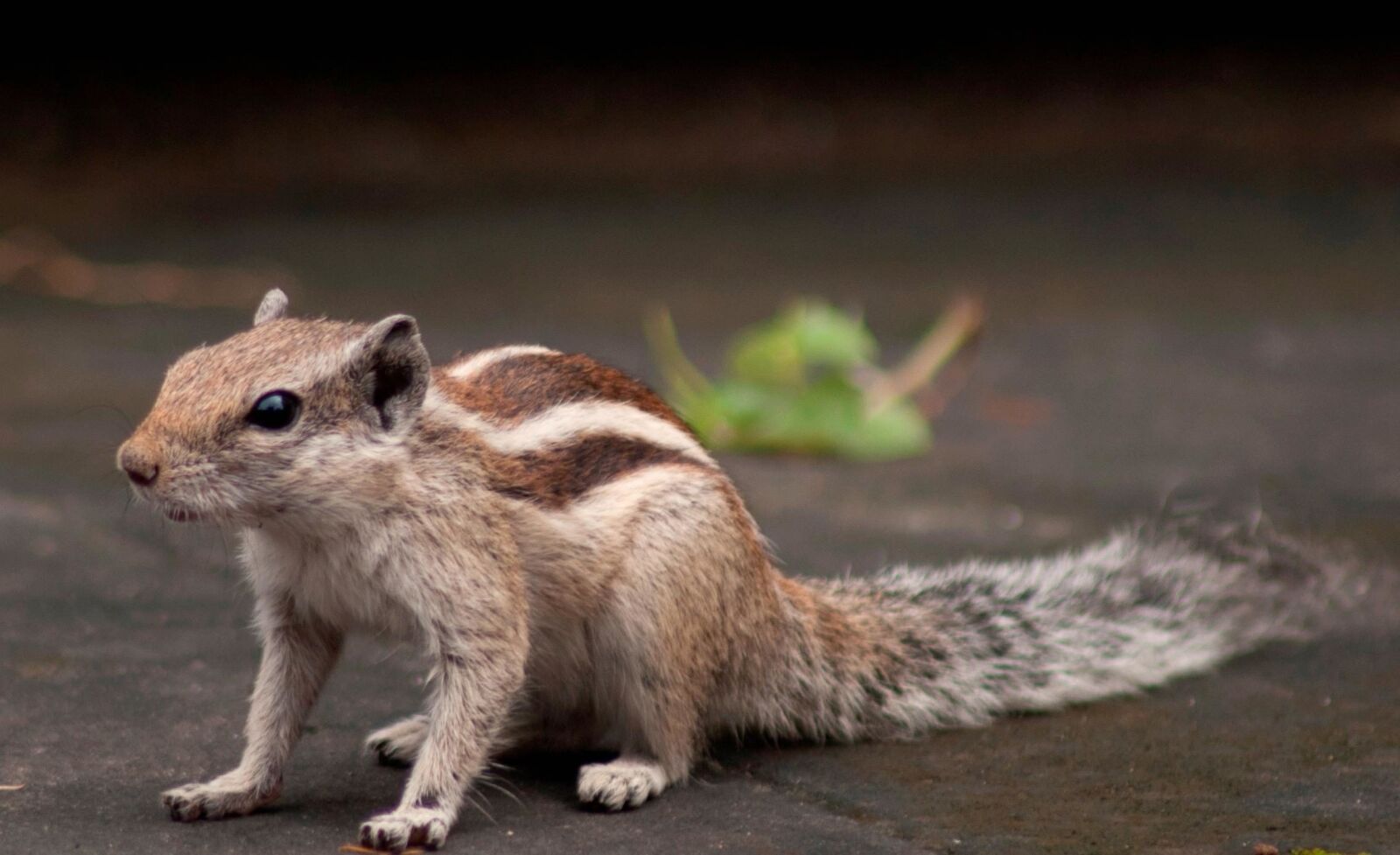 Nikon D3000 sample photo. Squirrel, animal, rodent, animal photography