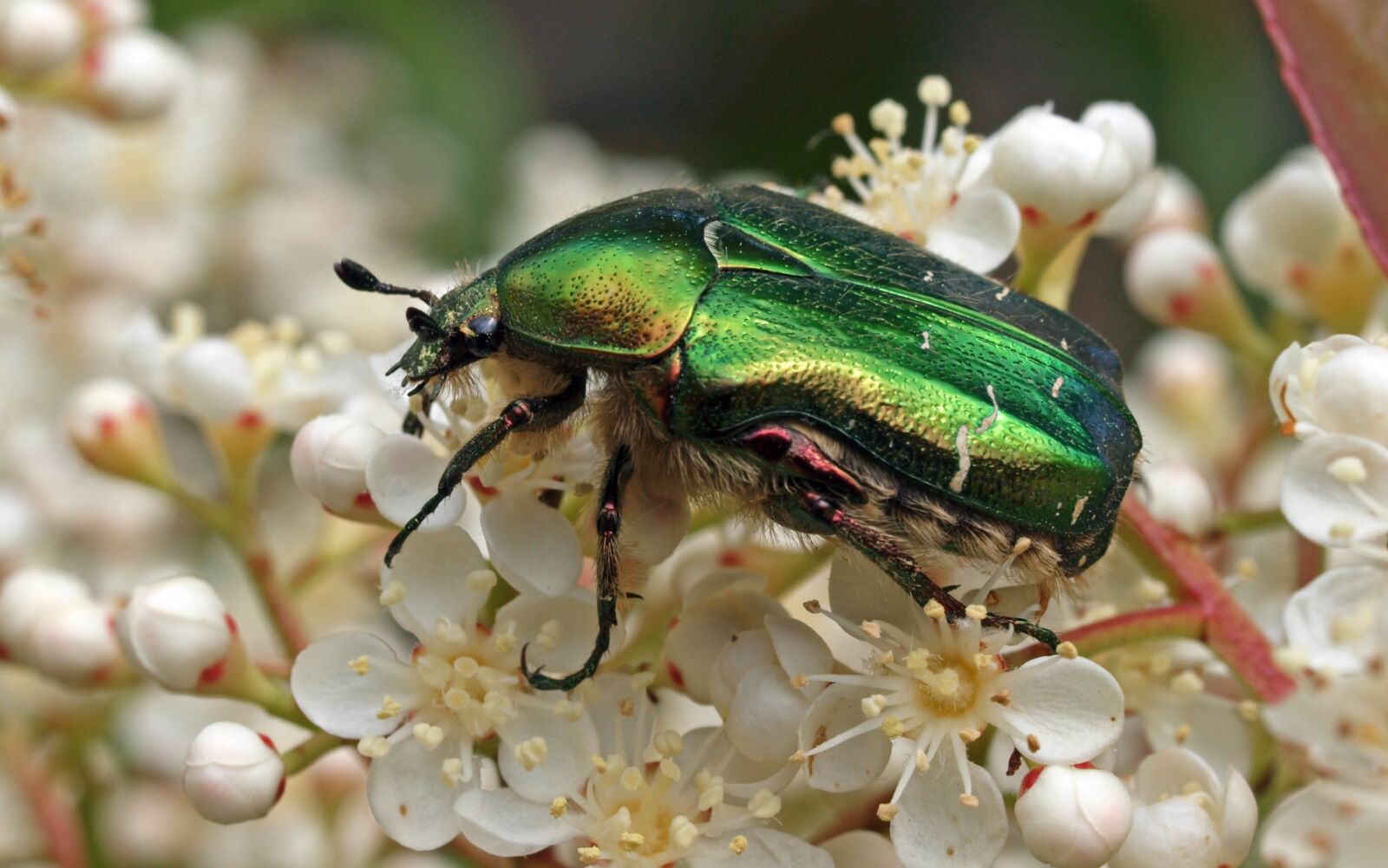 Olympus E-30 sample photo. Insect, nature, macro photography