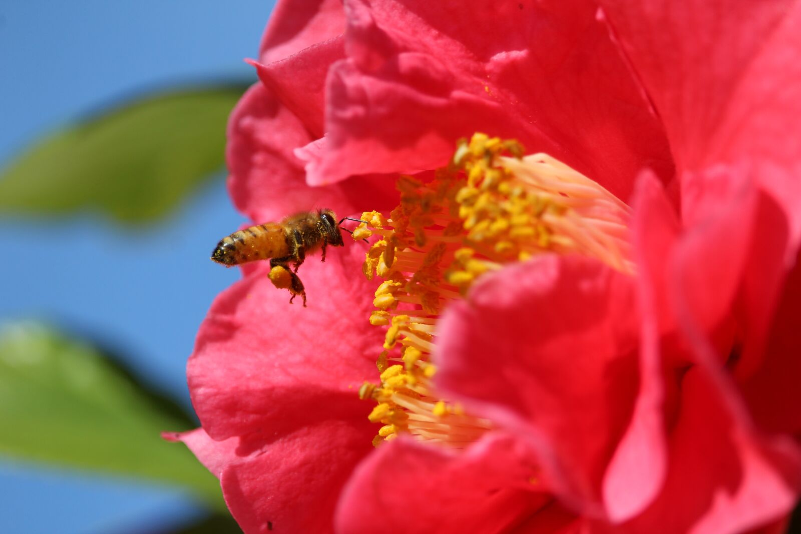 Canon EF-S 55-250mm F4-5.6 IS STM sample photo. Honey, bee, flower photography