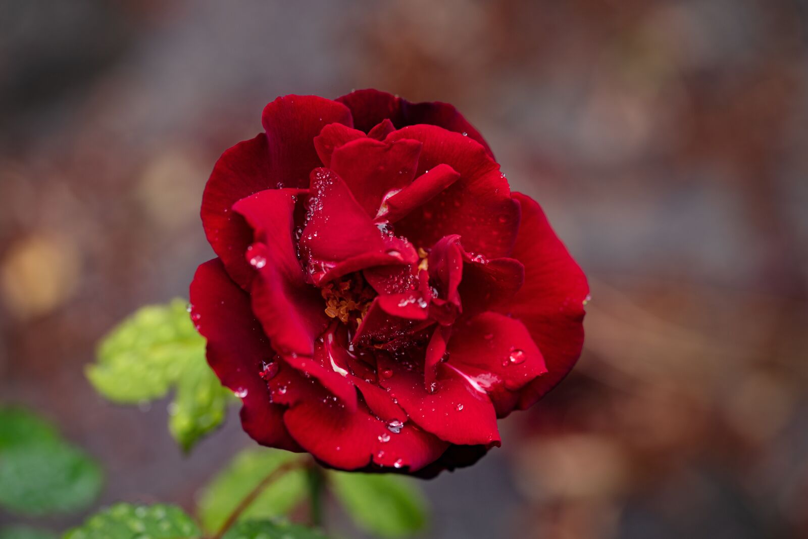 105mm F2.8 sample photo. Rose, plants, red photography