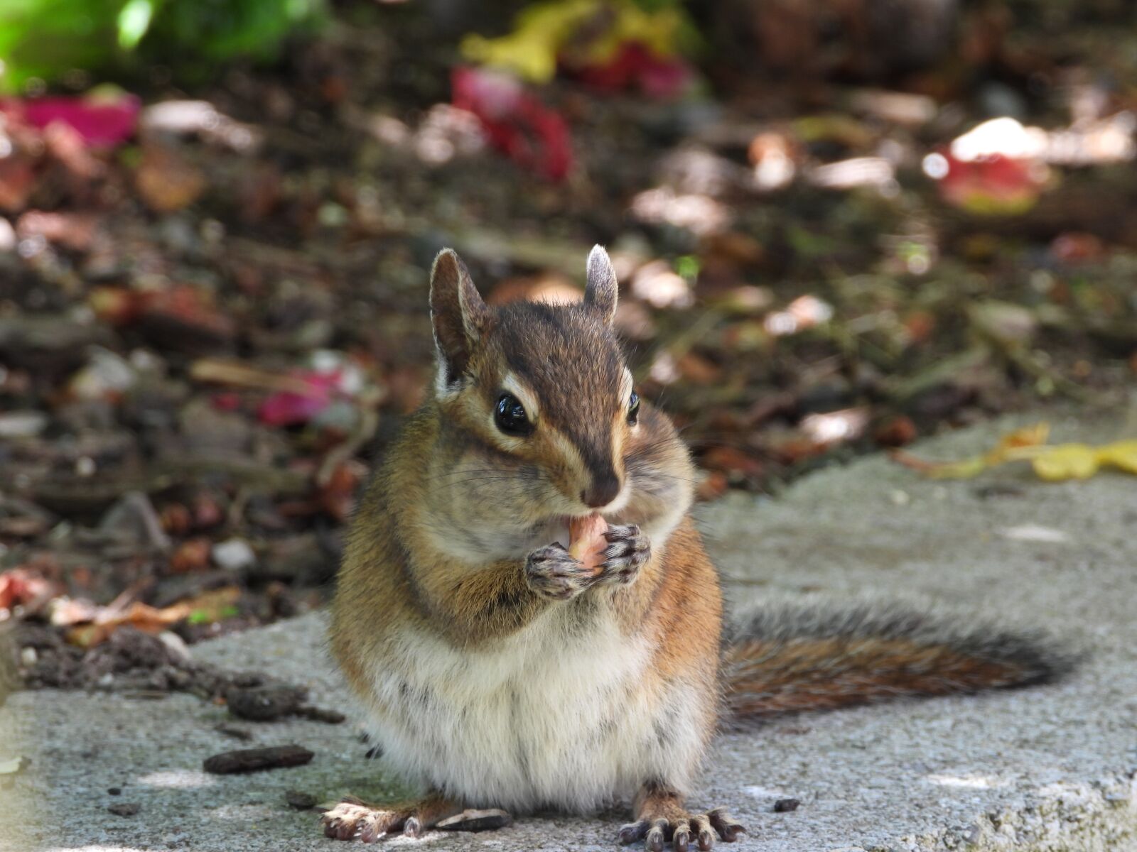 Nikon Coolpix P1000 sample photo. Chipmunk, animal, wild photography