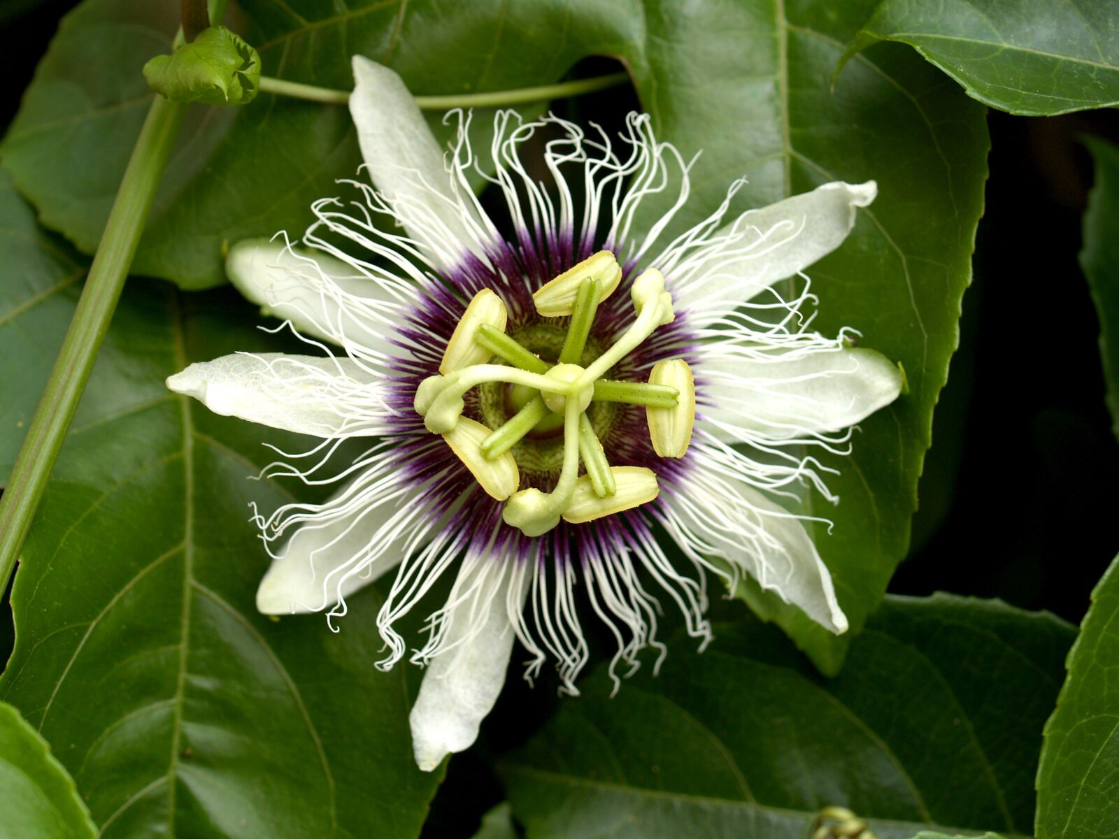 Olympus E-300 (EVOLT E-300) sample photo. Passion, flower, fruit photography