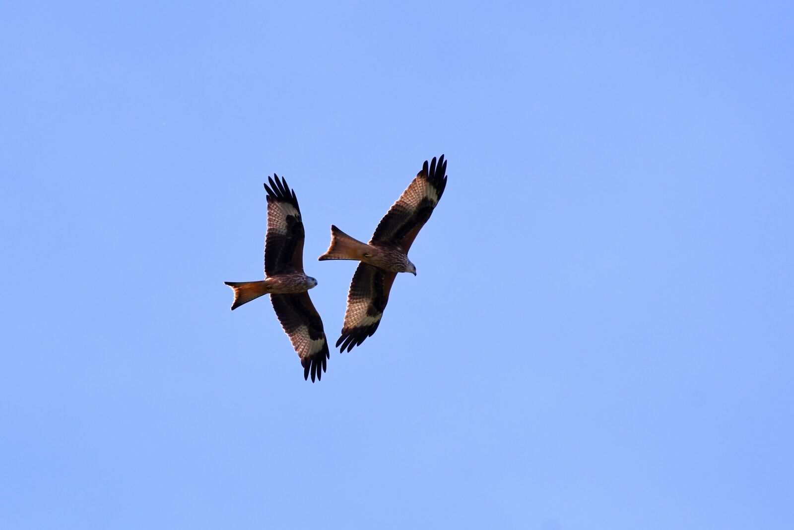 Nikon D500 sample photo. Birds of prey, red photography