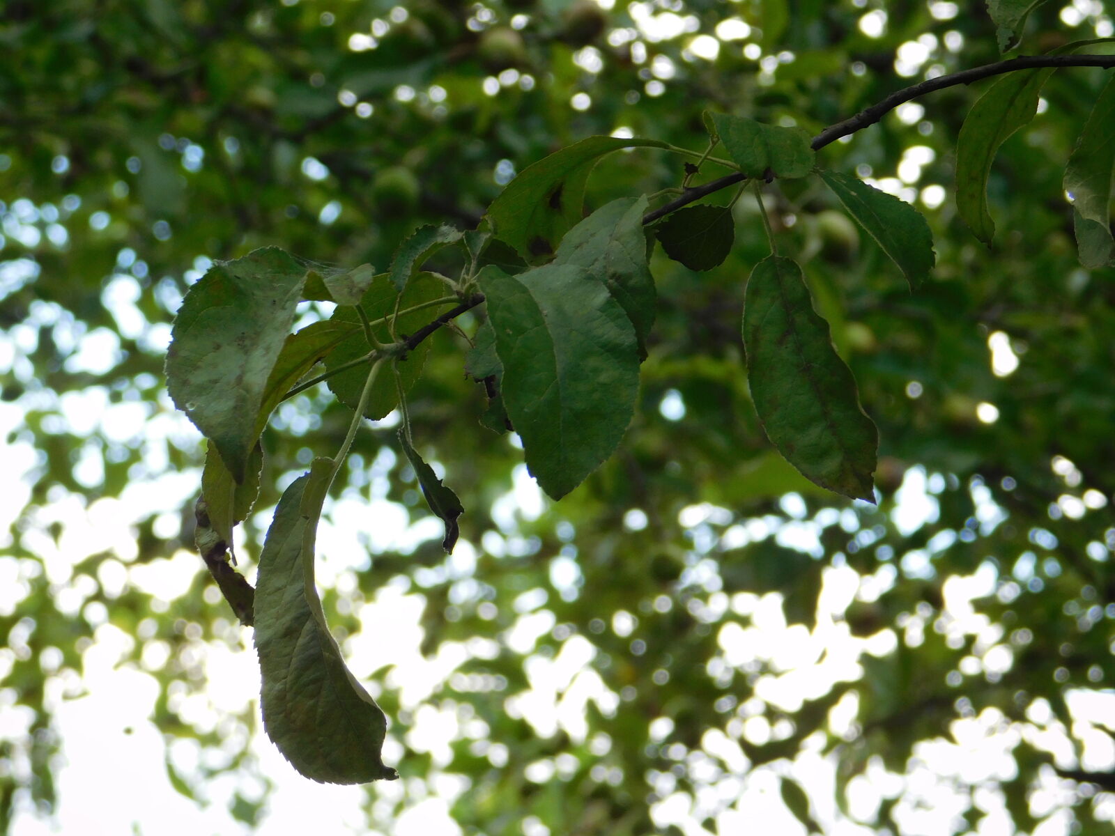 Nikon Coolpix L840 sample photo