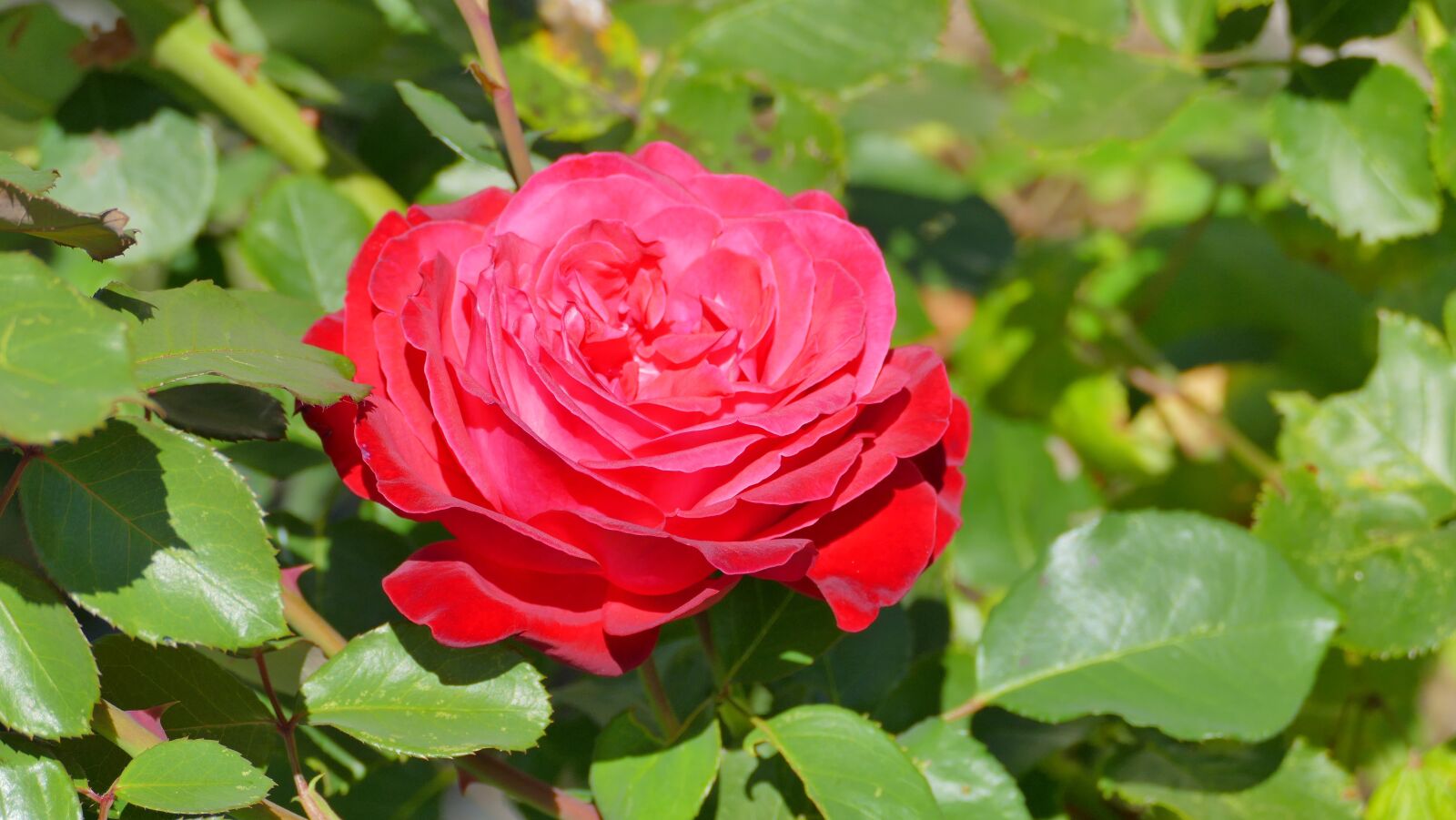 Panasonic Lumix DMC-FZ1000 sample photo. Rose, red, summer photography