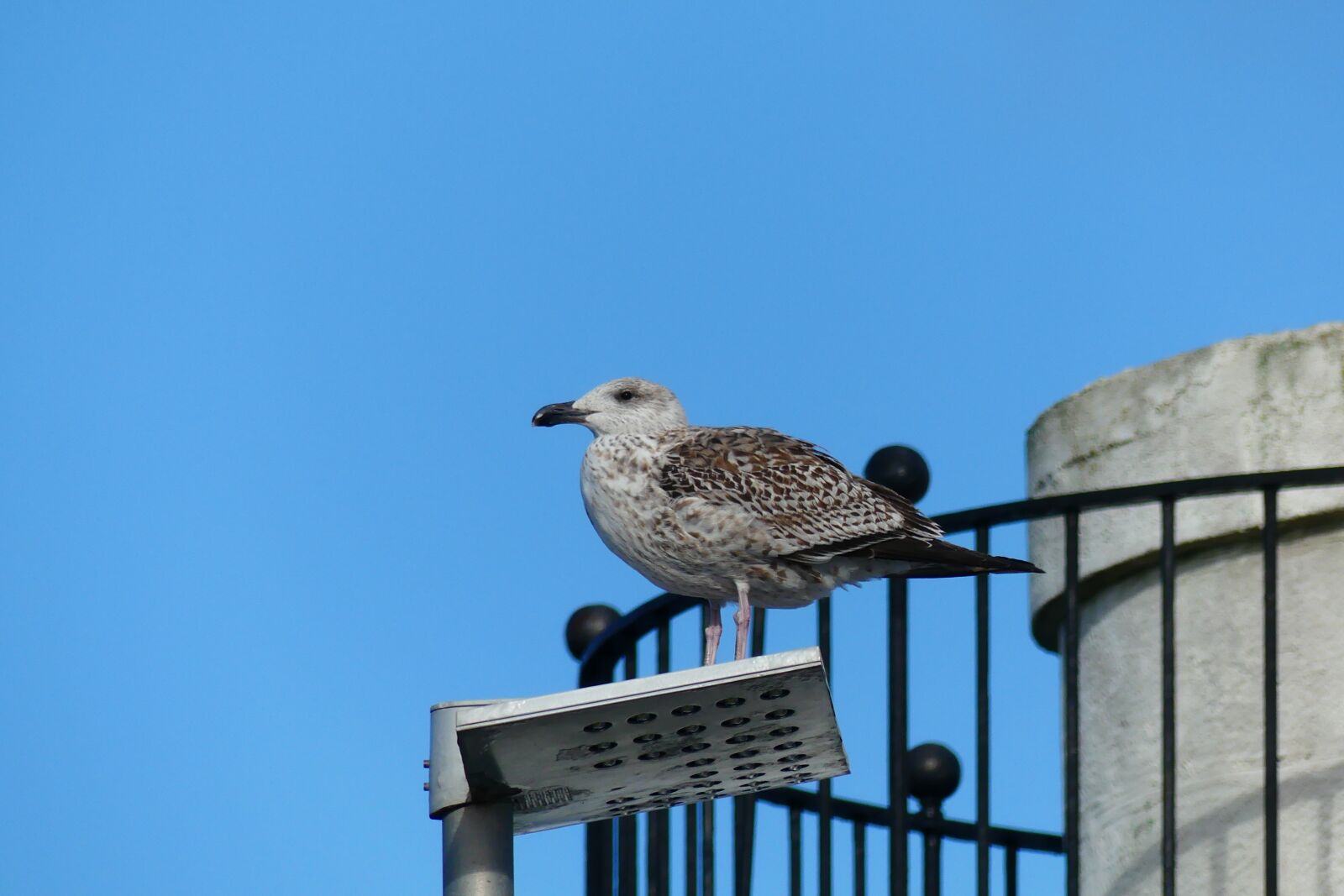 Panasonic Lumix DMC-FZ300 sample photo. Brittany, bird, gull photography