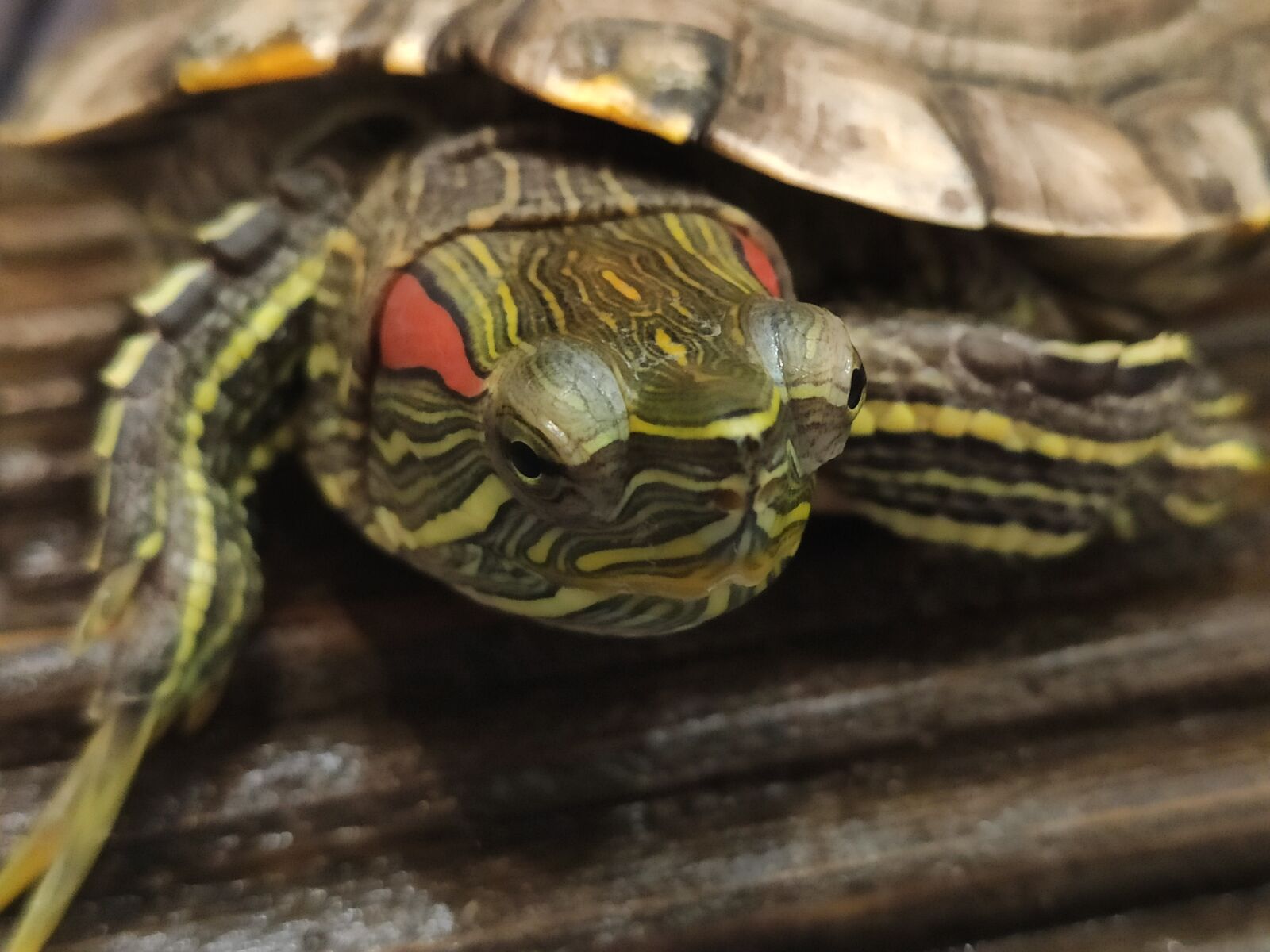 Xiaomi Mi 9T sample photo. Turtle, face, red photography