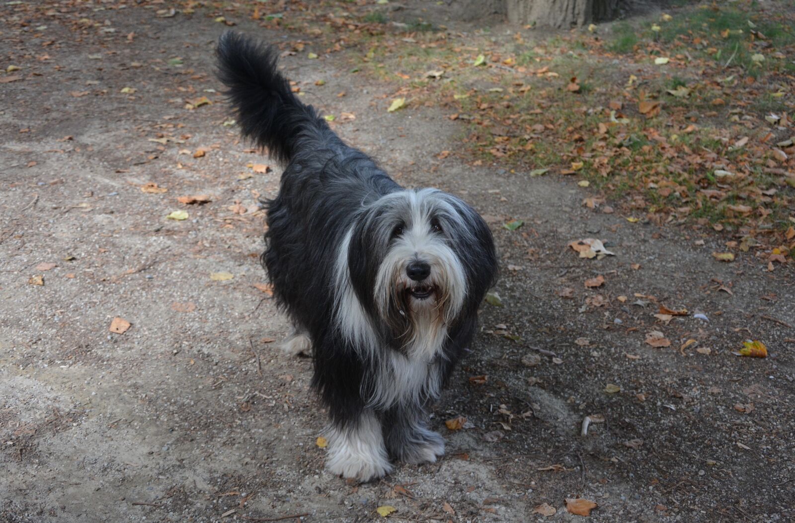 Nikon D5200 sample photo. Dog, bobtail, long hair photography