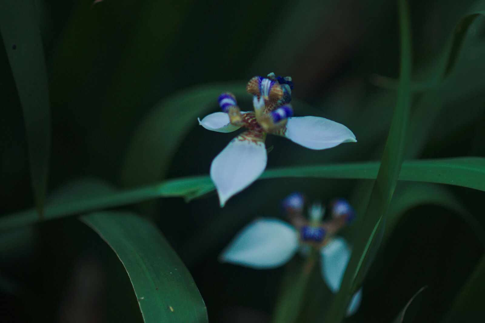 Nikon D90 sample photo