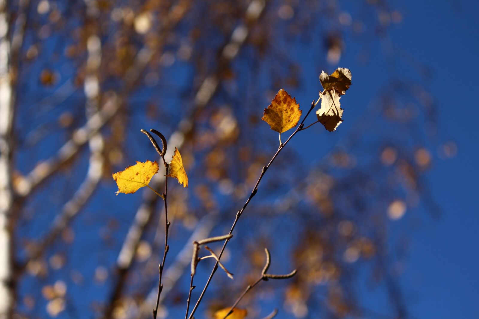Canon EOS 650D (EOS Rebel T4i / EOS Kiss X6i) + Canon EF-S 55-250mm F4-5.6 IS II sample photo. Autumn, birch, leaves photography