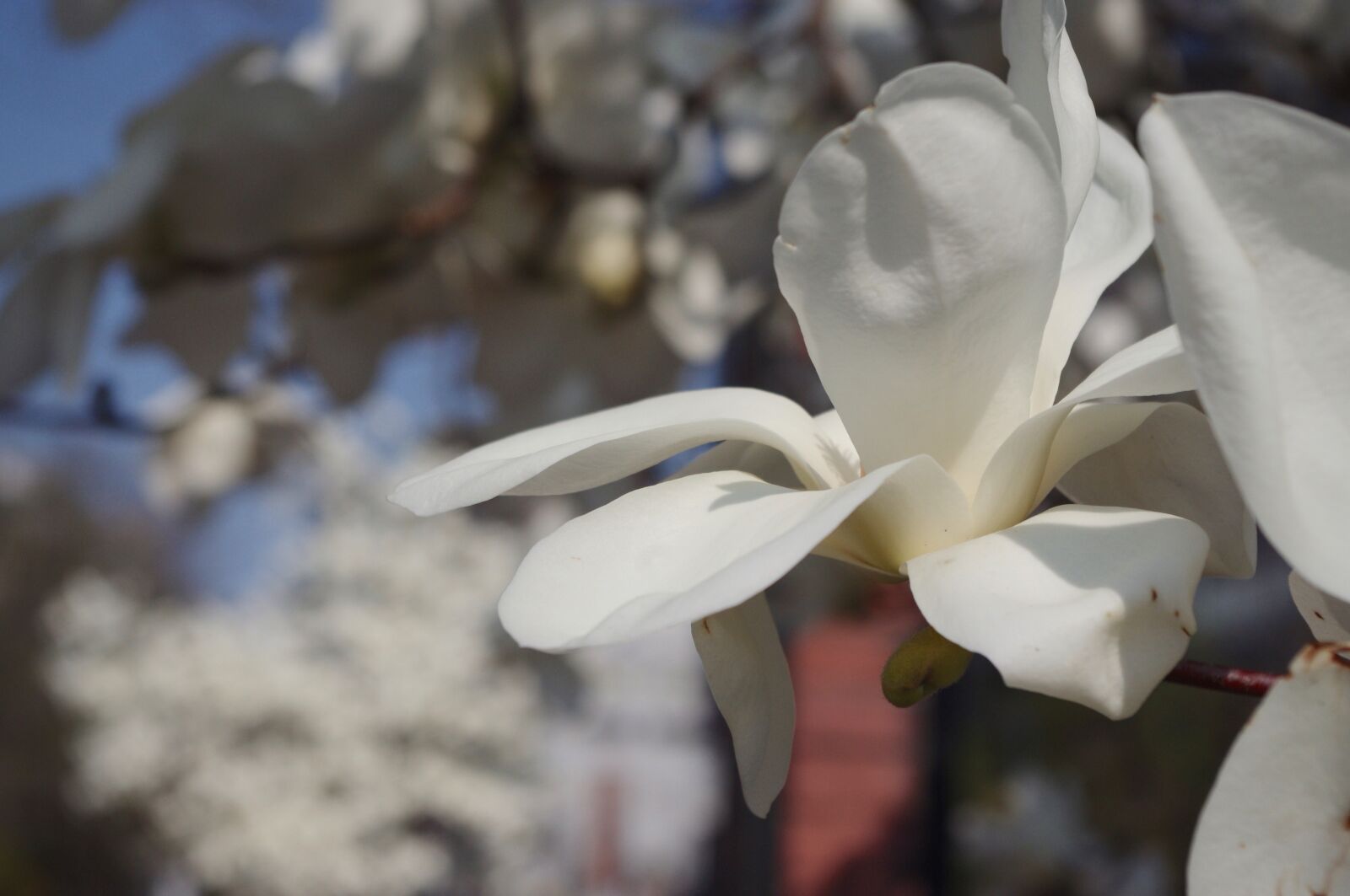 Pentax K-r sample photo. Magnolia, flower, spring photography