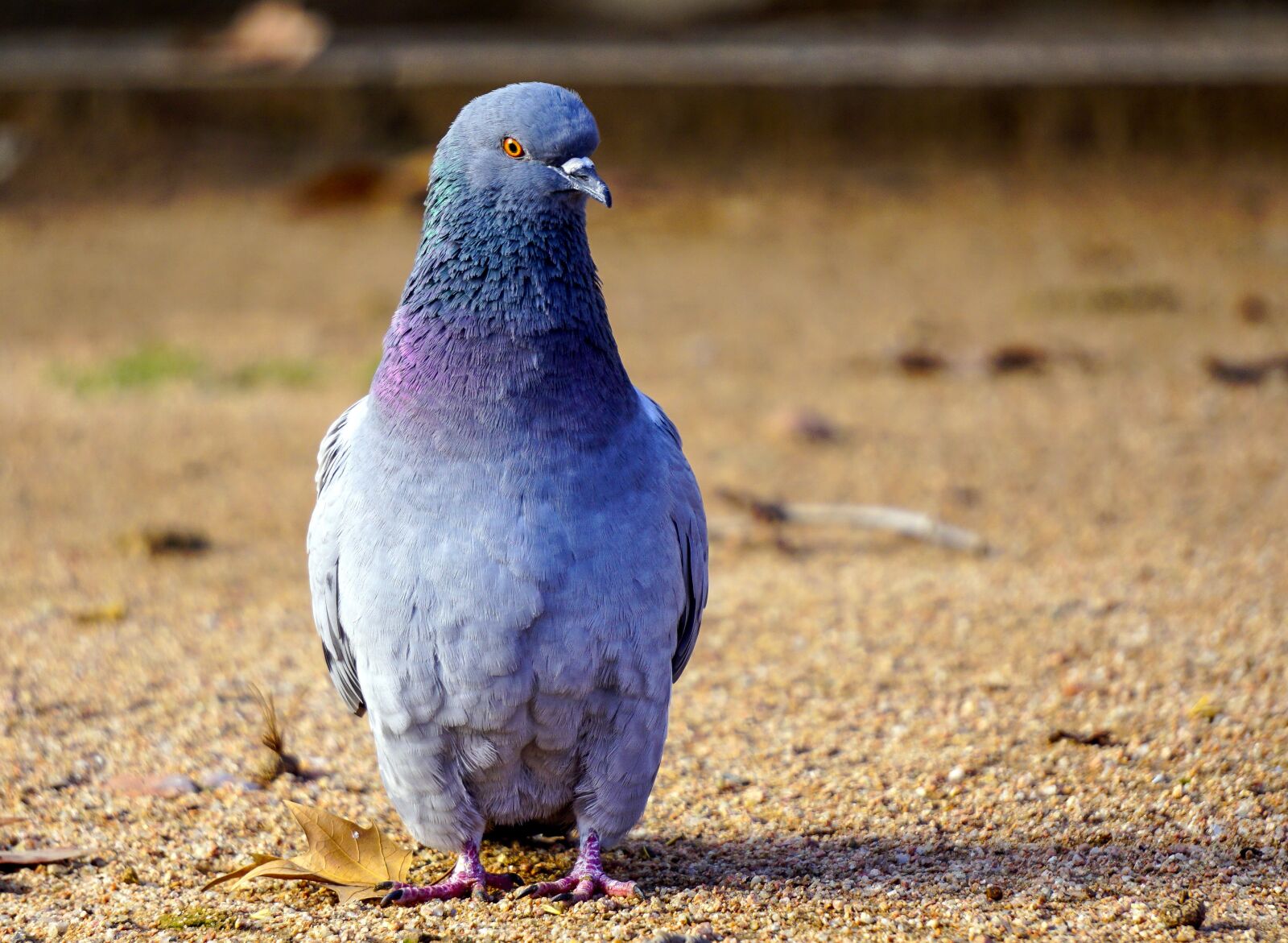 Sony E 55-210mm F4.5-6.3 OSS sample photo. Birds, nature, animalia photography