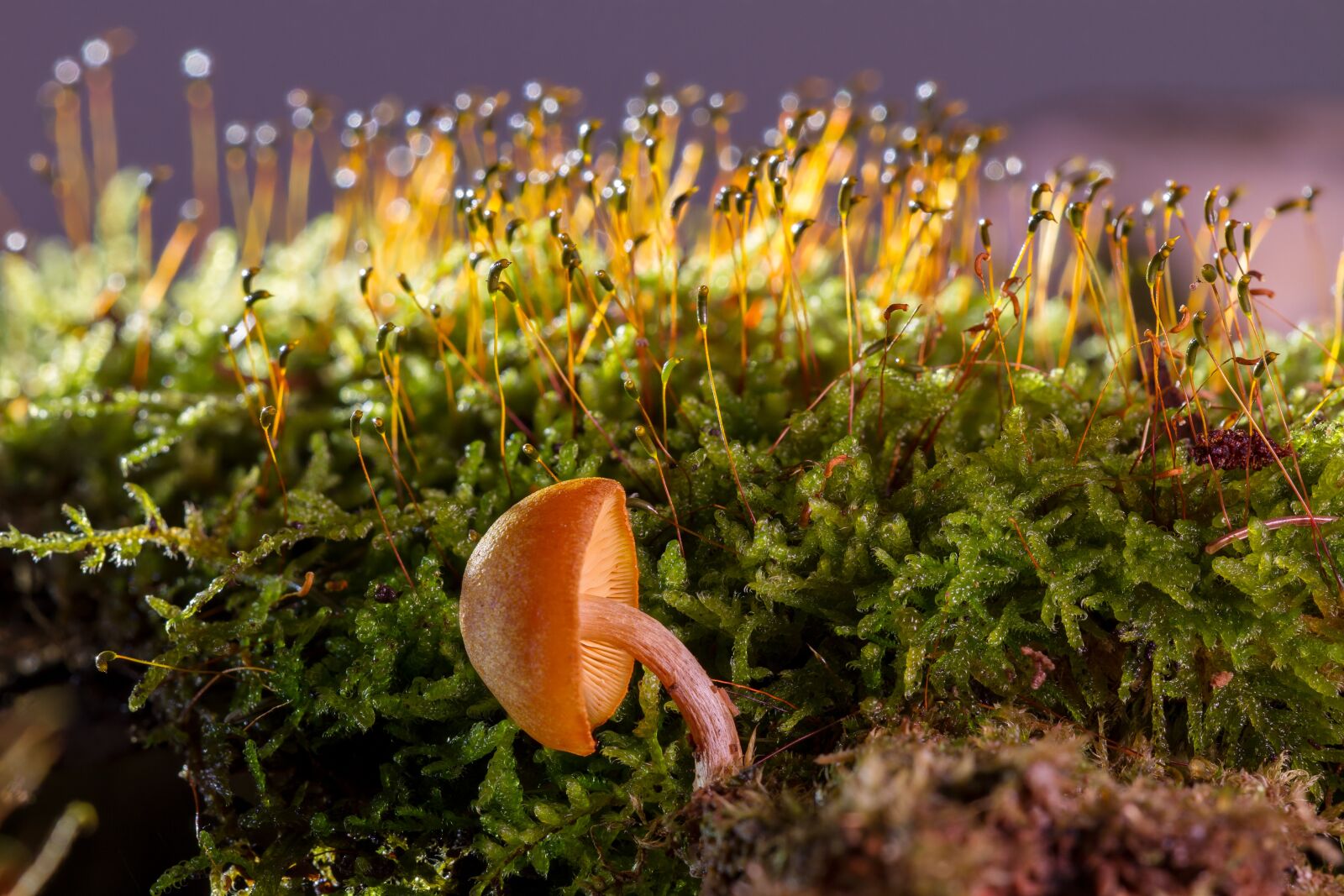 Canon EOS 7D sample photo. Mushroom, small mushroom, moss photography