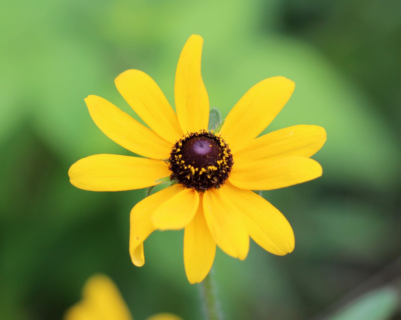 Canon EOS 600D (Rebel EOS T3i / EOS Kiss X5) + Canon EF 100mm F2.8 Macro USM sample photo. Black-eyed-susan, flower, yellow photography