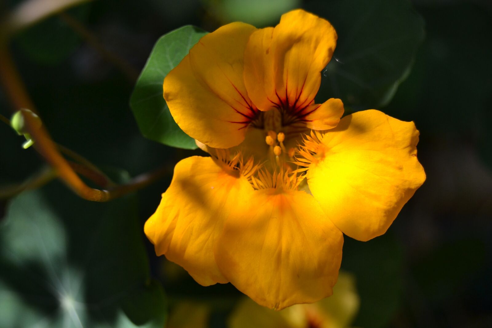 Nikon D3100 sample photo. Yellow, flower, summer photography
