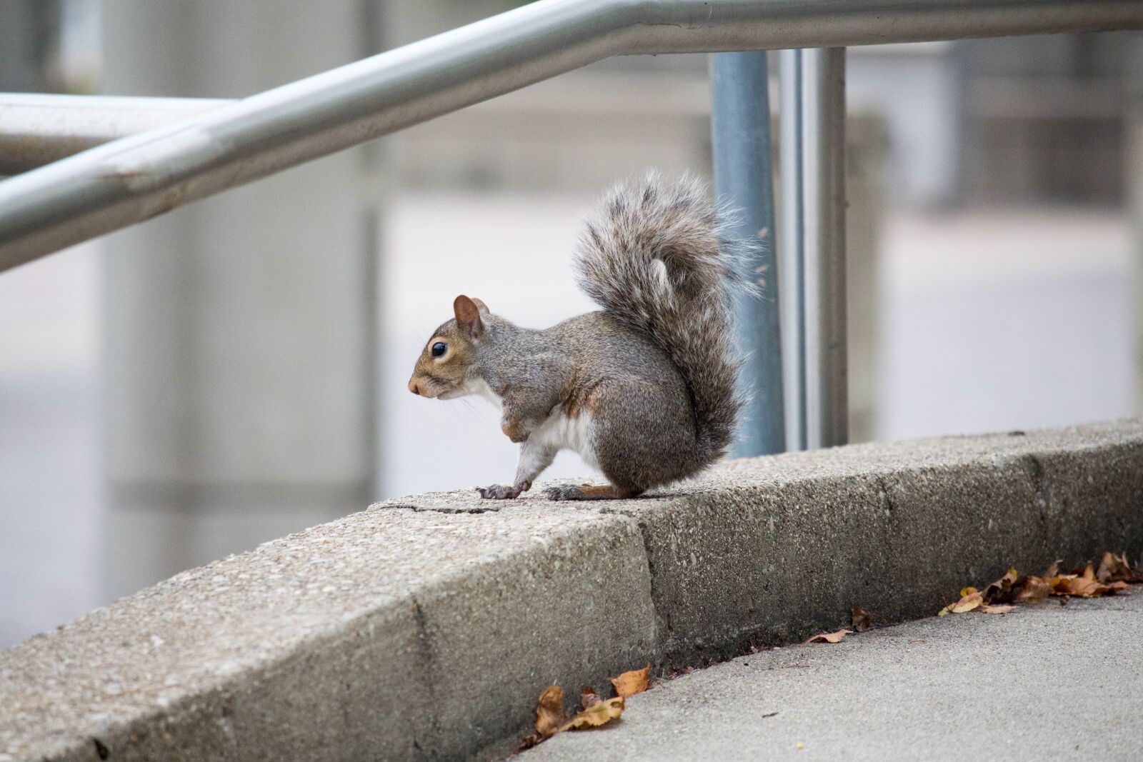 Canon EOS 700D (EOS Rebel T5i / EOS Kiss X7i) sample photo. Mammal, outdoors, cute photography