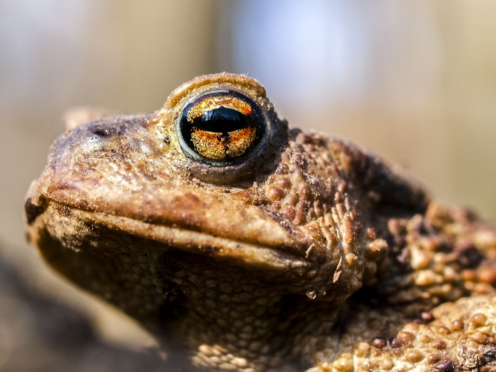 Olympus E-3 sample photo. Common toad, toad, amphibians photography