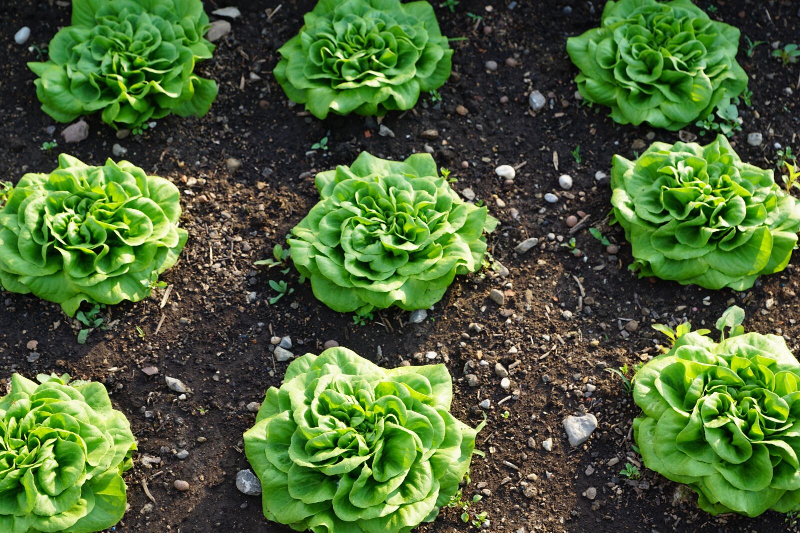 Sony ILCA-77M2 + Sony DT 16-50mm F2.8 SSM sample photo. Salad, green, healthy photography
