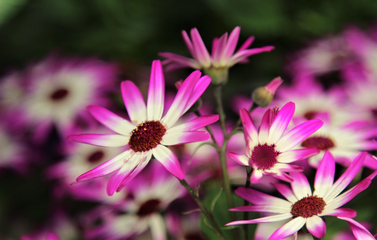 Canon EOS 1300D (EOS Rebel T6 / EOS Kiss X80) sample photo. Flower, nature, flora photography