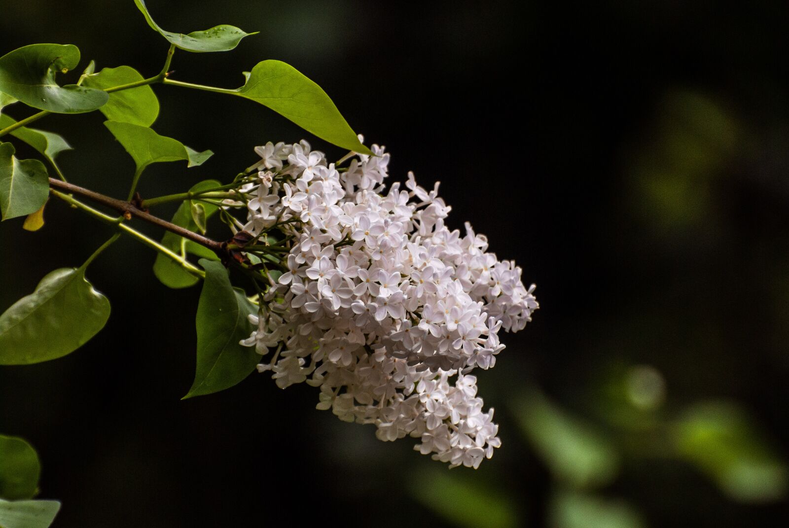 Nikon D60 sample photo. Lilac, rain, summer photography