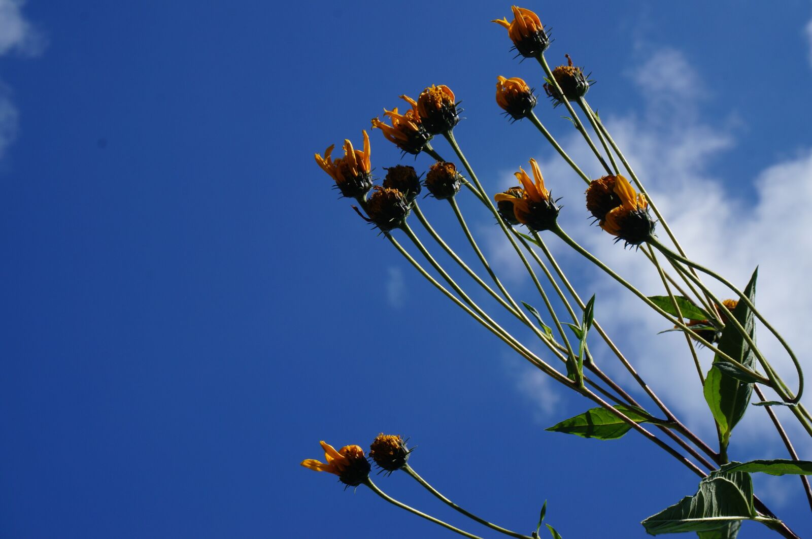 Sony Alpha NEX-5T sample photo. Nature, sky, blue photography