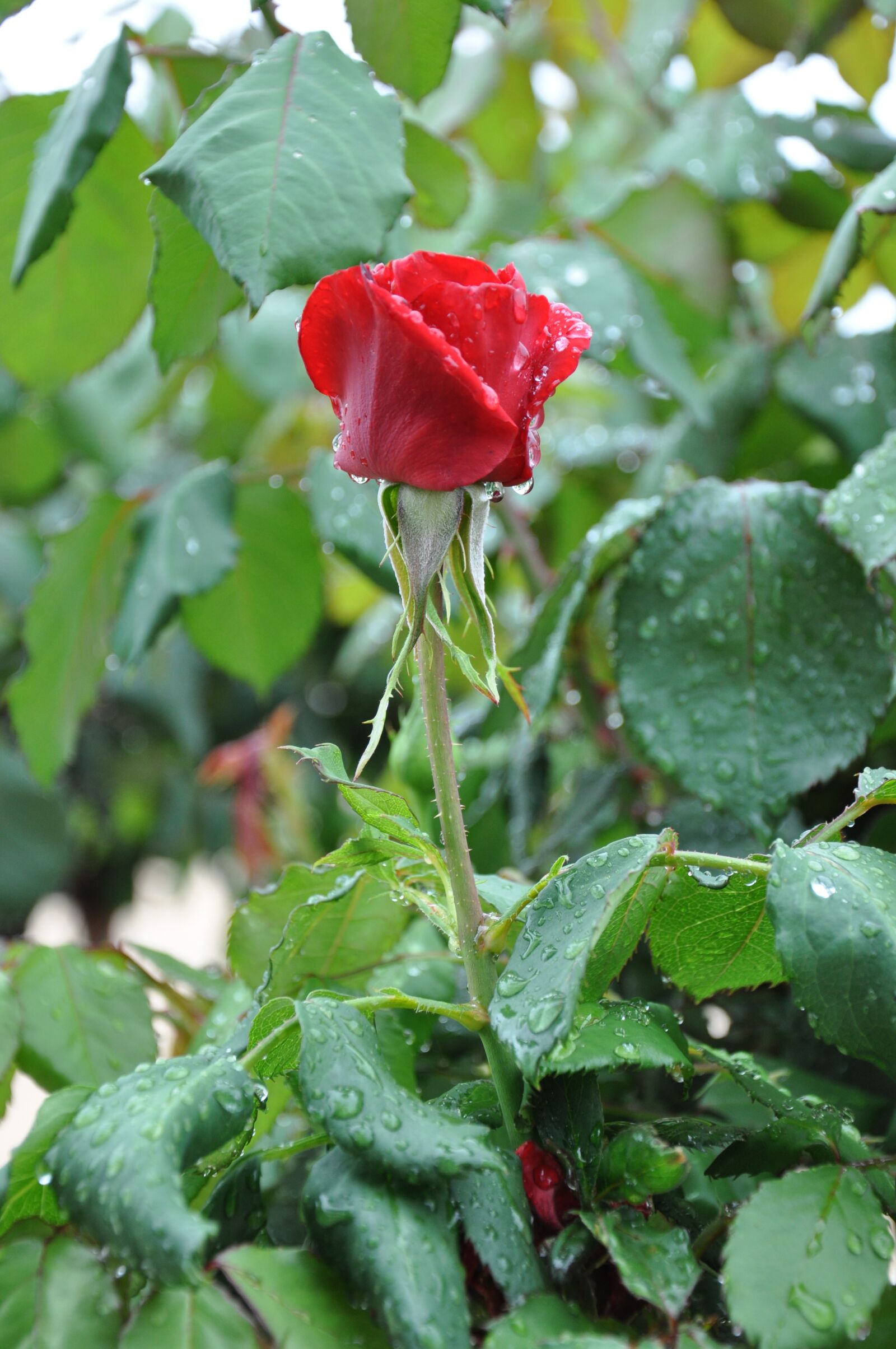 Nikon D90 sample photo. Red rose, flower, rain photography
